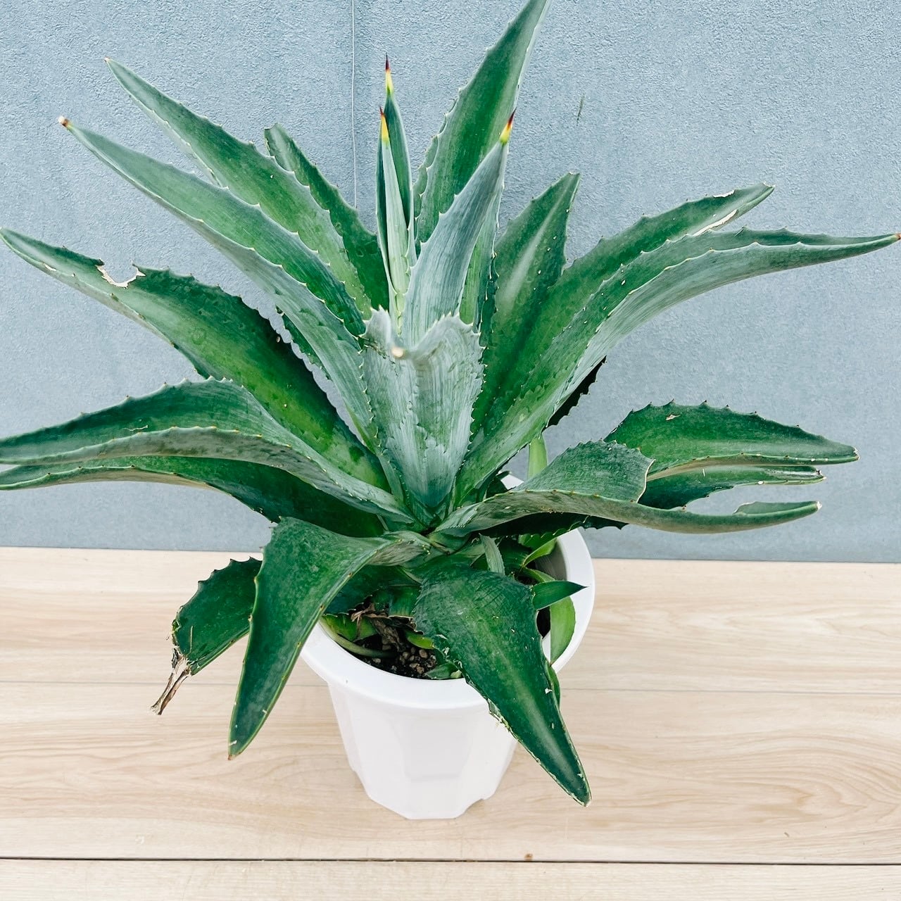 現品］19番 フィカス ウンベラータ 曲がり 7号 観葉植物 室内 ゴムの木