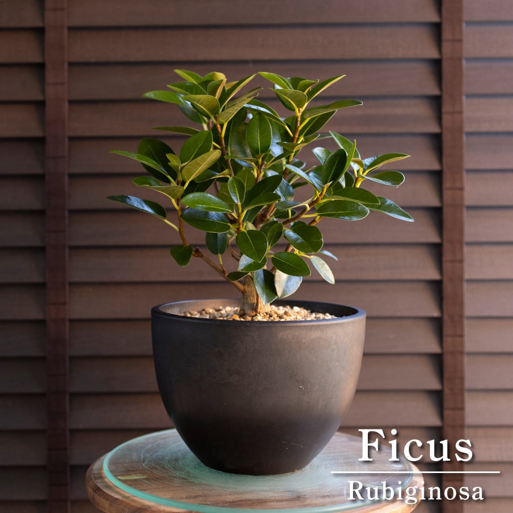 運気UP ガジュマルの木 7号 陶器鉢 ピック付 観葉植物 ガジュマル