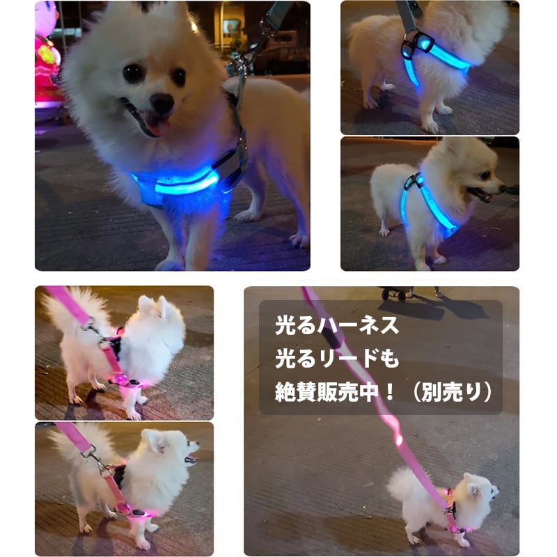 犬 光る 首輪 名前入り 送料無料 XSサイズ／XS～XL ：光る首輪 LED