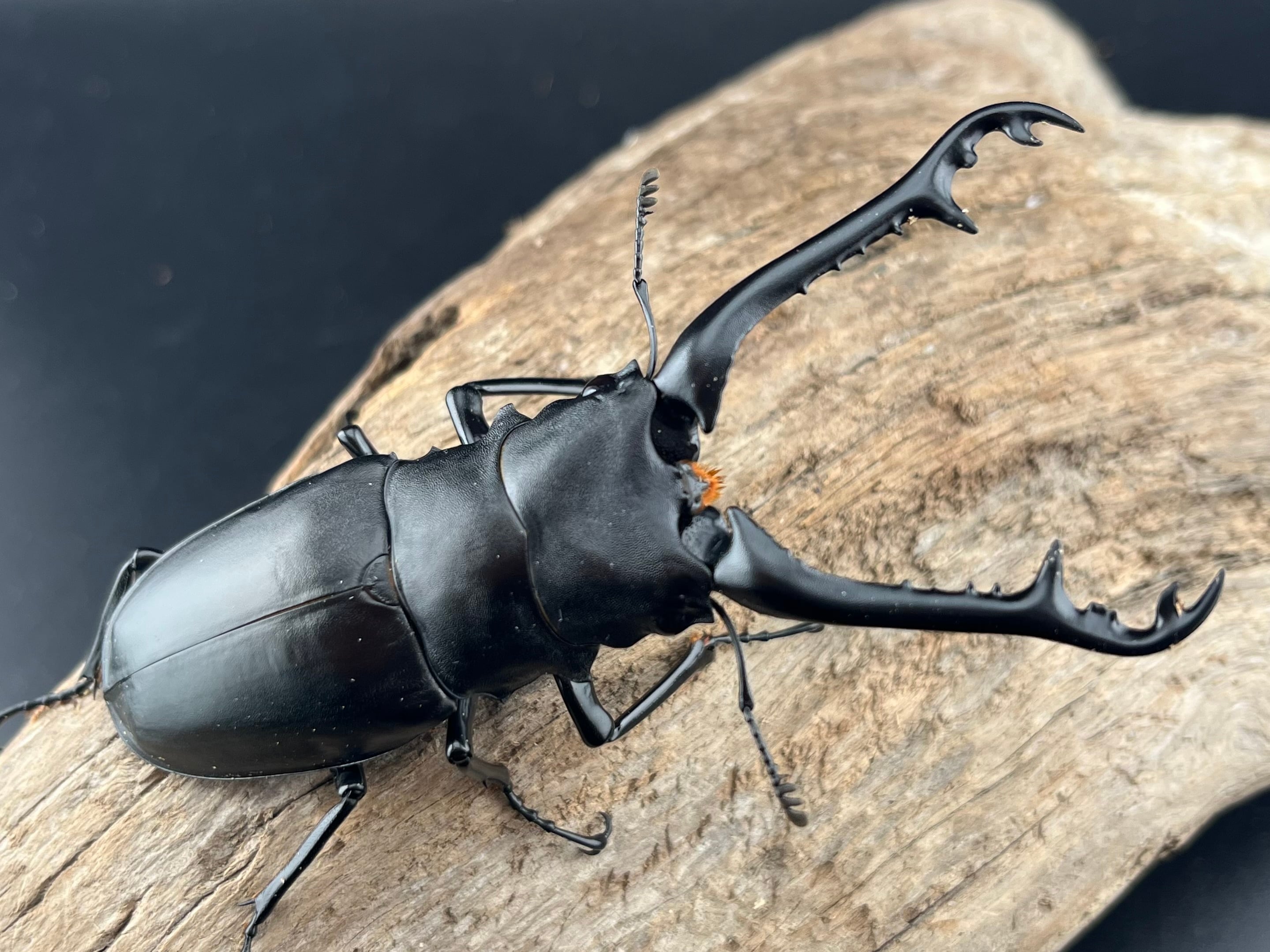 外国産クワガタ生体 | KPW公式オンラインショップ