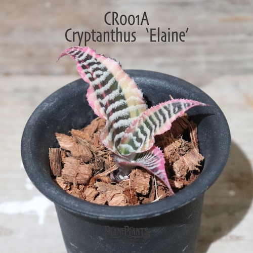 【送料無料】Cryptanthus ‘Elaine’〔クリプタンサス〕現品発送CR001A