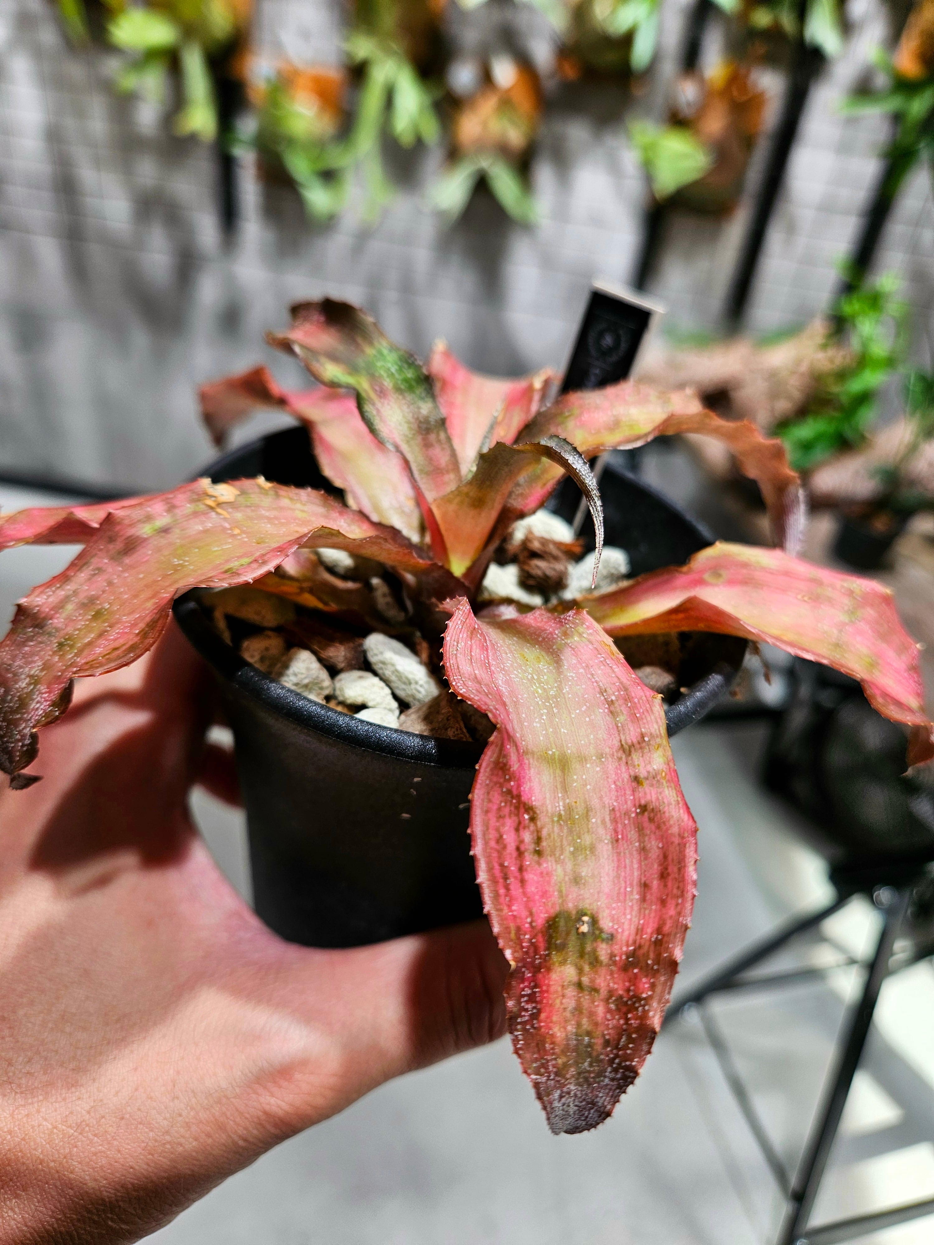 Cryptanthus Stawberry Short Cake【artPLANTs/PLANTS GARAGE