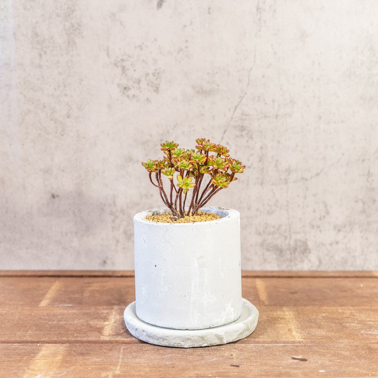 アエオニウム・小人の祭り錦｜ふた株の動きが可愛い盆栽仕立て【手づくりモルタル鉢】