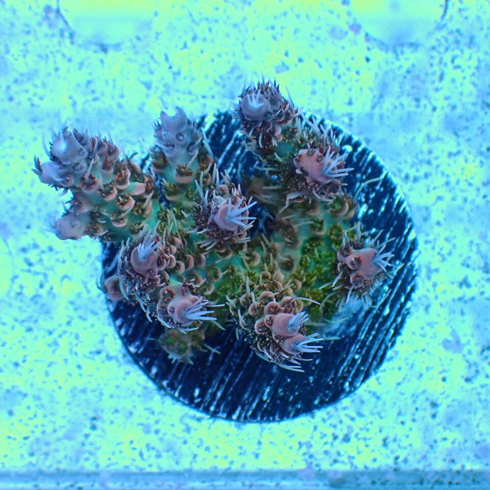 リーフチャージ べっぴん珊瑚 | HOUSE REEF(ハウスリーフ)サンゴ・海水