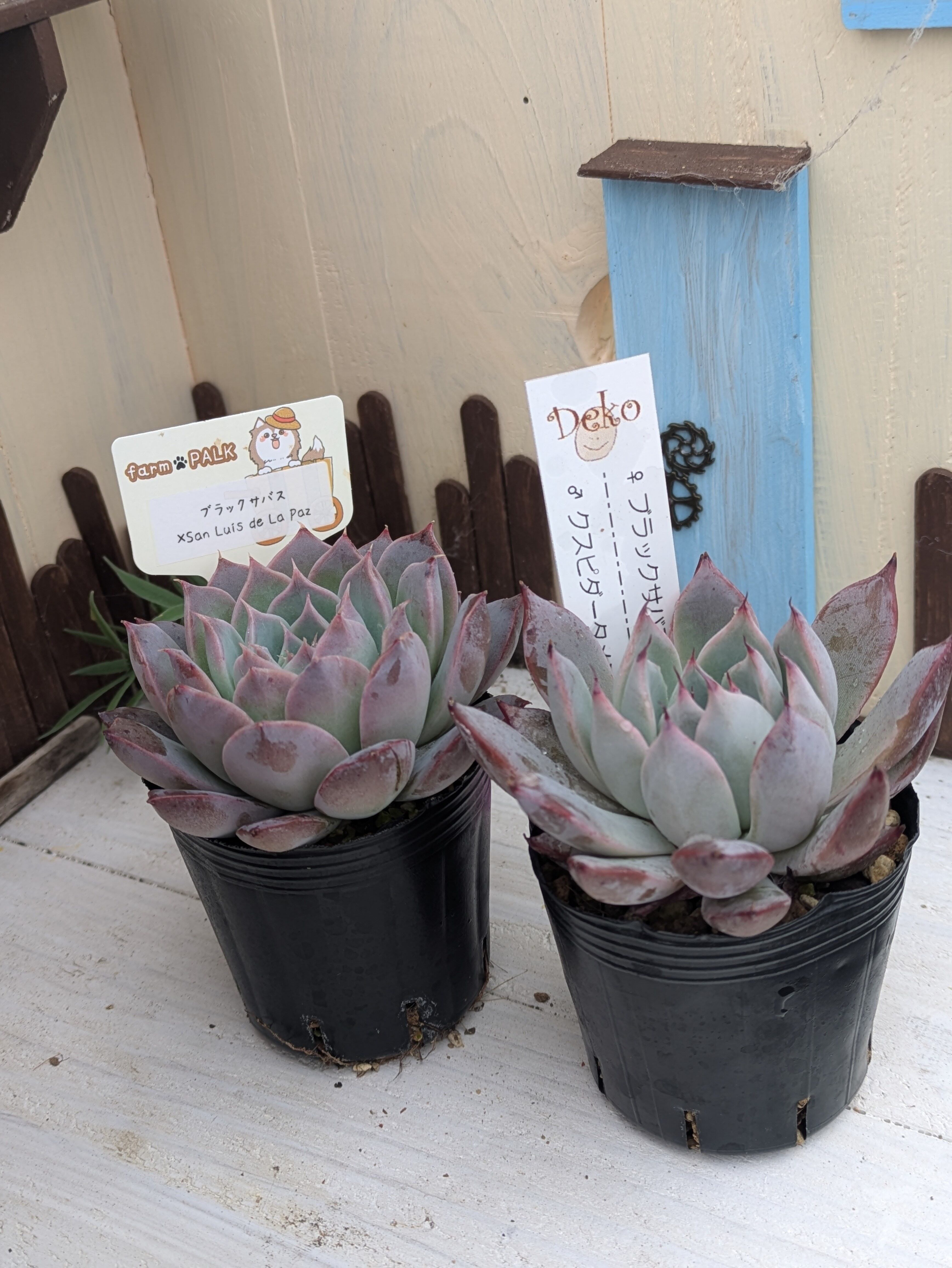 多肉植物 ブラックサバス♡交配種セット サバス交配セット | 成瀬多肉