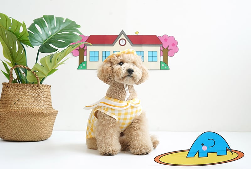 【SALE】幼稚園トップスセット S ~ XL 2color / 犬服 新作 可愛い 犬の服 ワンコ服 ペット 猫 ドッグウェア お揃い top69