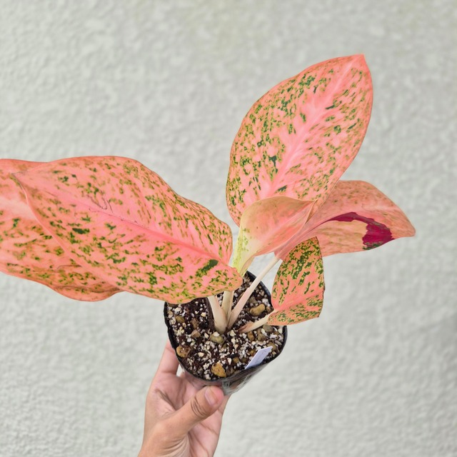 ①《Aglaonema Orange Stardust  》アグラオネマ・オレンジスターダスト 観葉植物 ／ポット発送