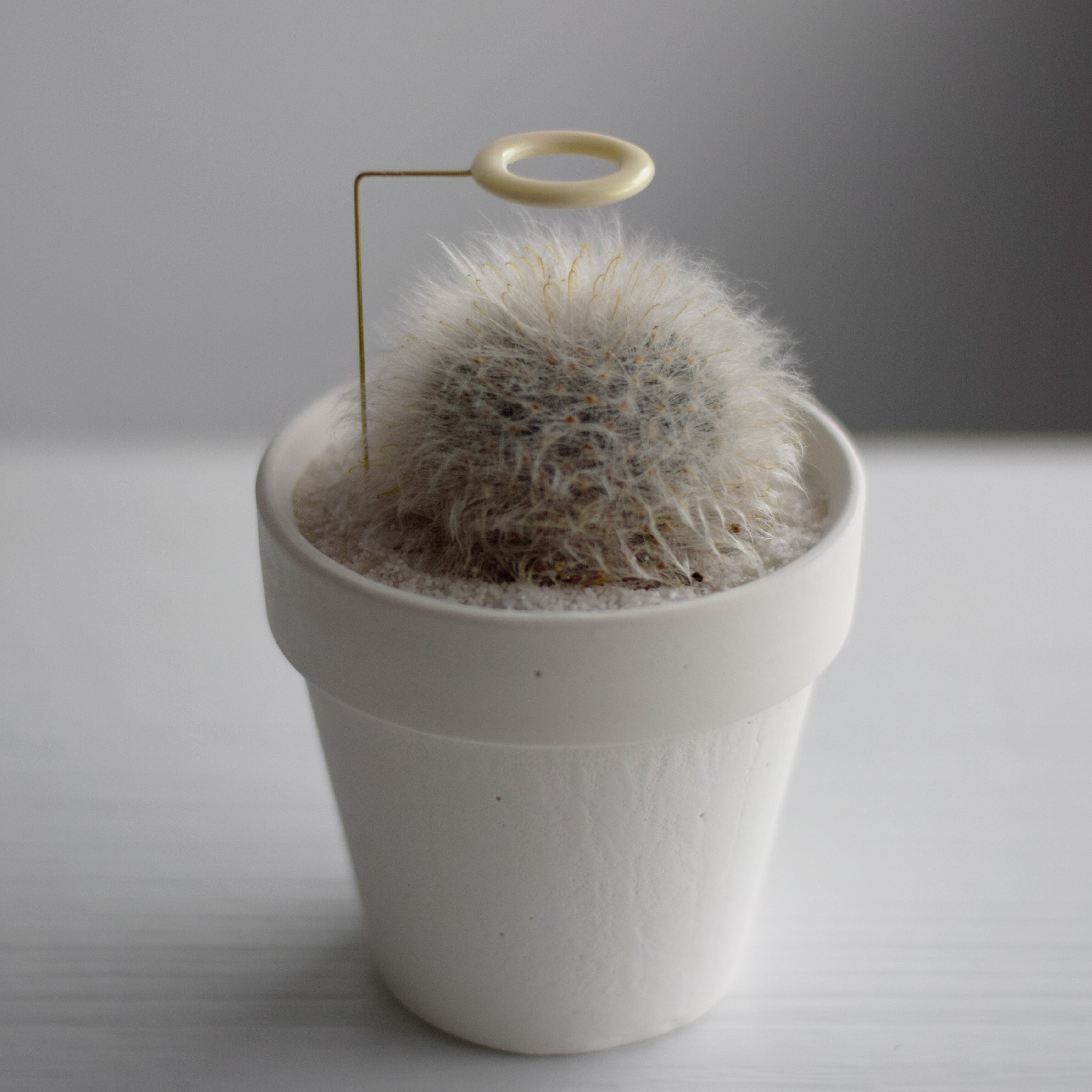 サボテン天使（モフモフ） | echidna