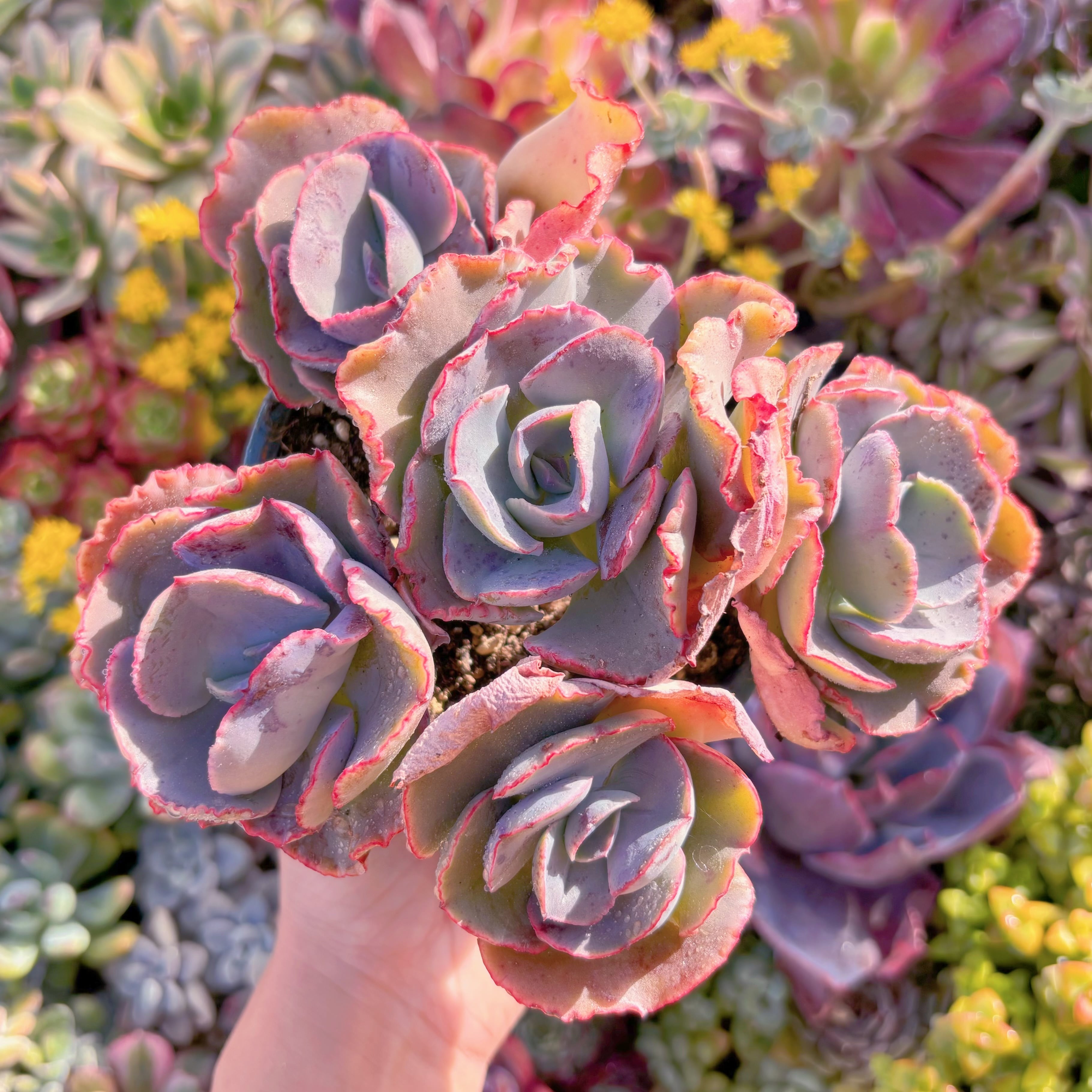 現品　女王の花笠#M250　大群生　新入荷　るる農園