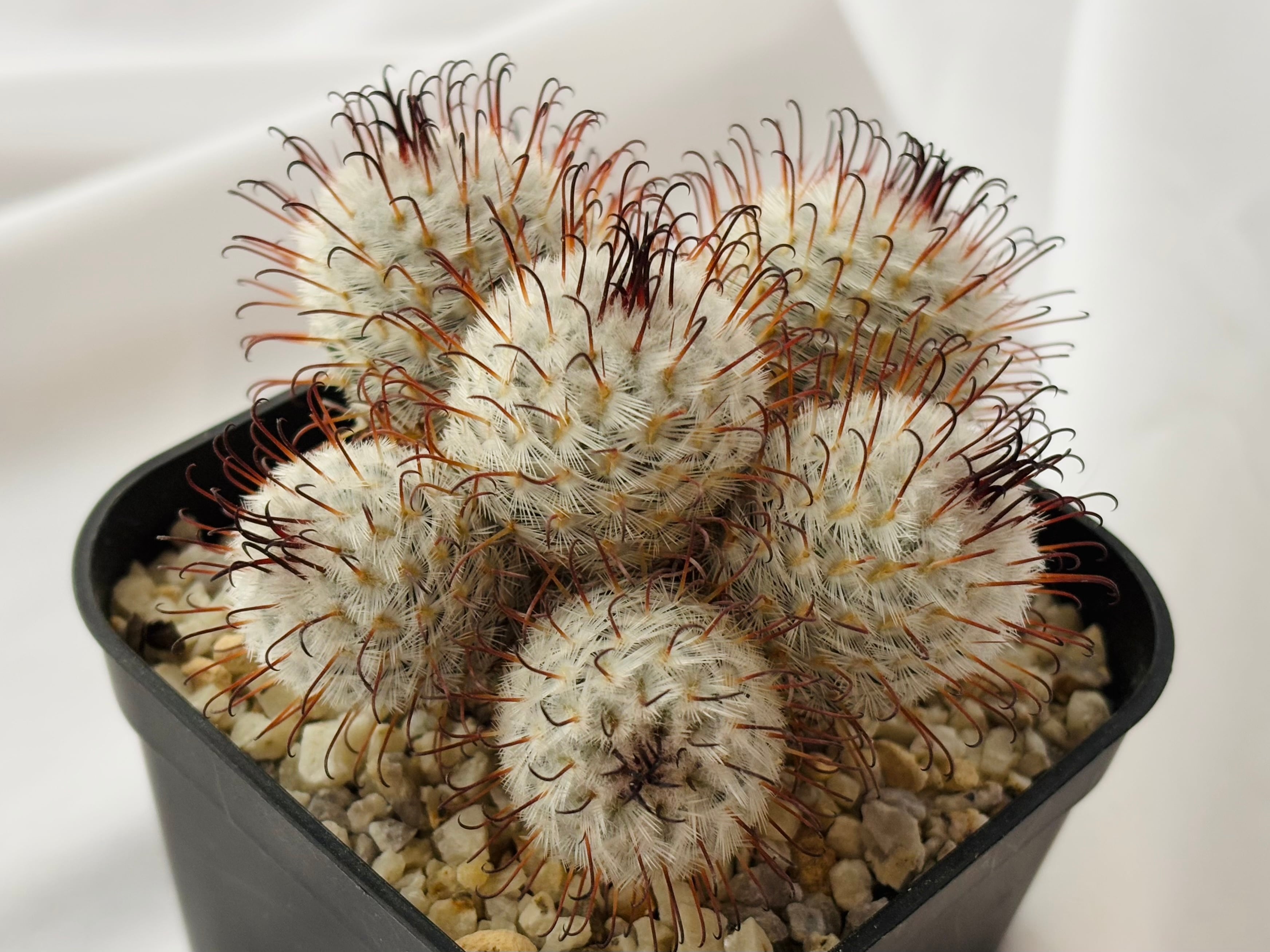 Mammillaria perezdelarosae マミラリア ペレスデラロサエ サボテン