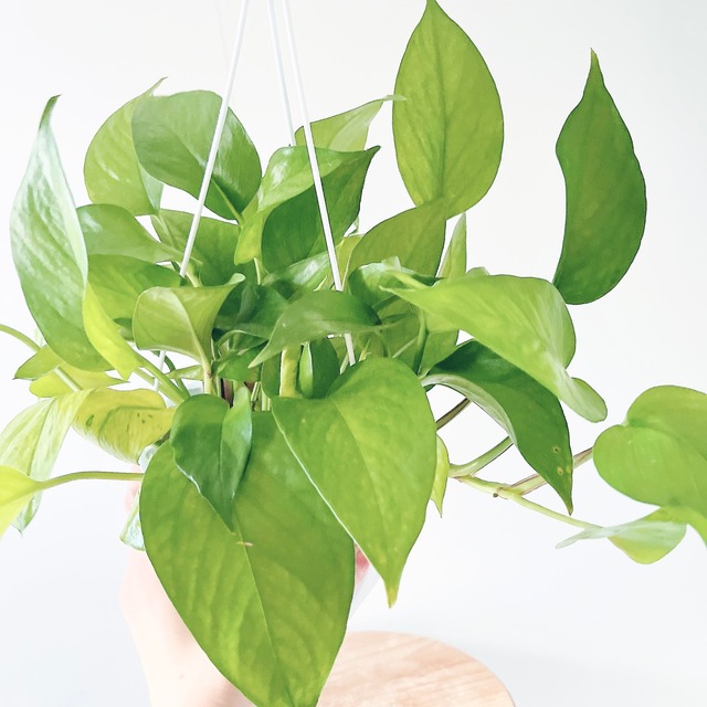 季節斑が美しい ポトス テルノアマゾン ハンギング 観葉植物 calm cafe