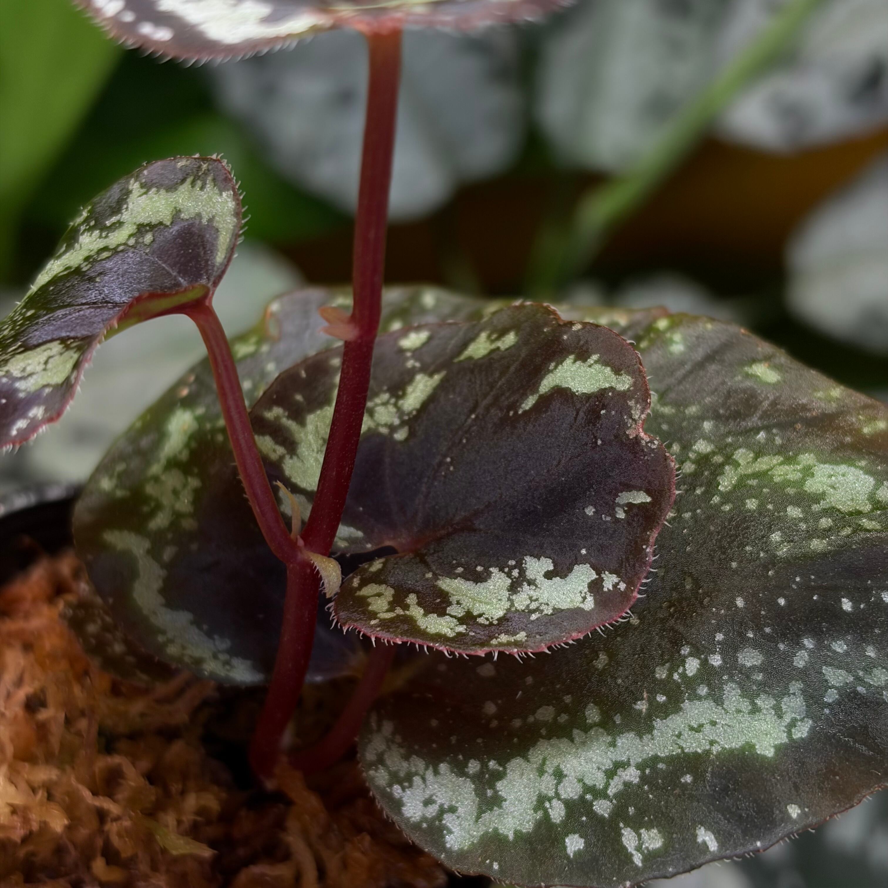 Begonia sp. Kapong Phang Nga【ZOE0425-5t】 銀河系 | 熱帯雨林植物