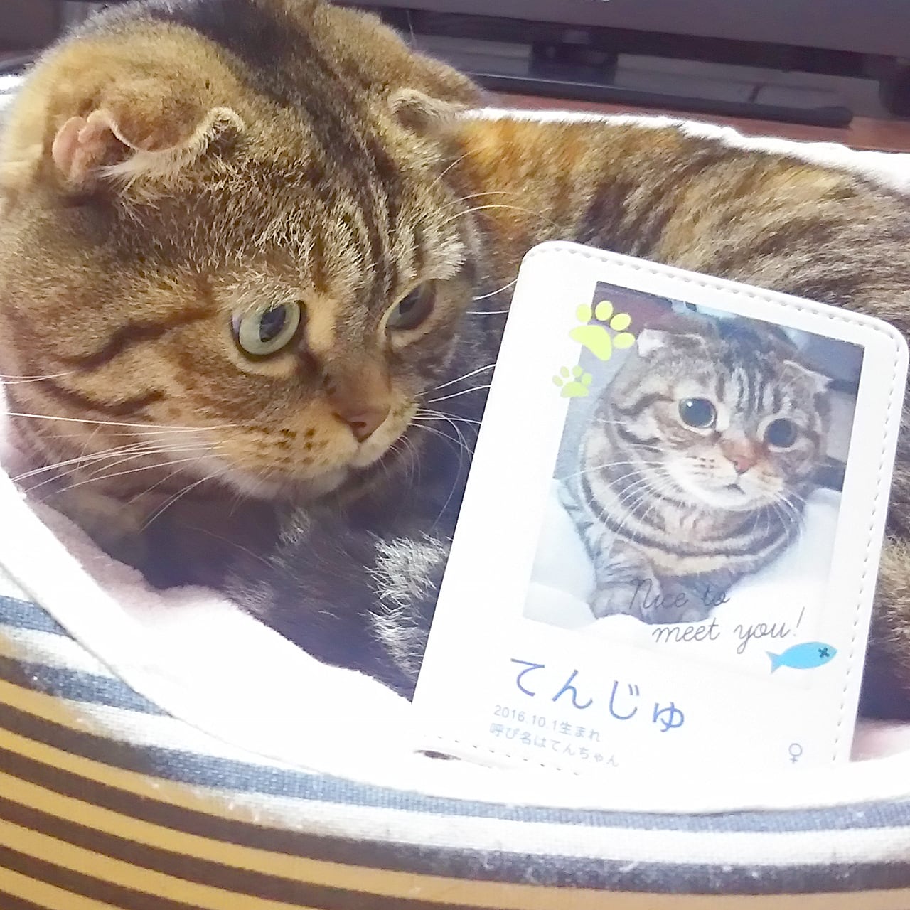 世界に1つの愛ネコちゃんオリジナルデザイン名刺入れ（1種類・1個