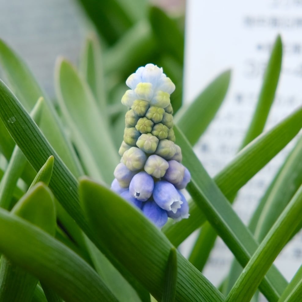 ムスカリ 《 タッチオブスノー 》（植えっぱなし球根） | グリーン