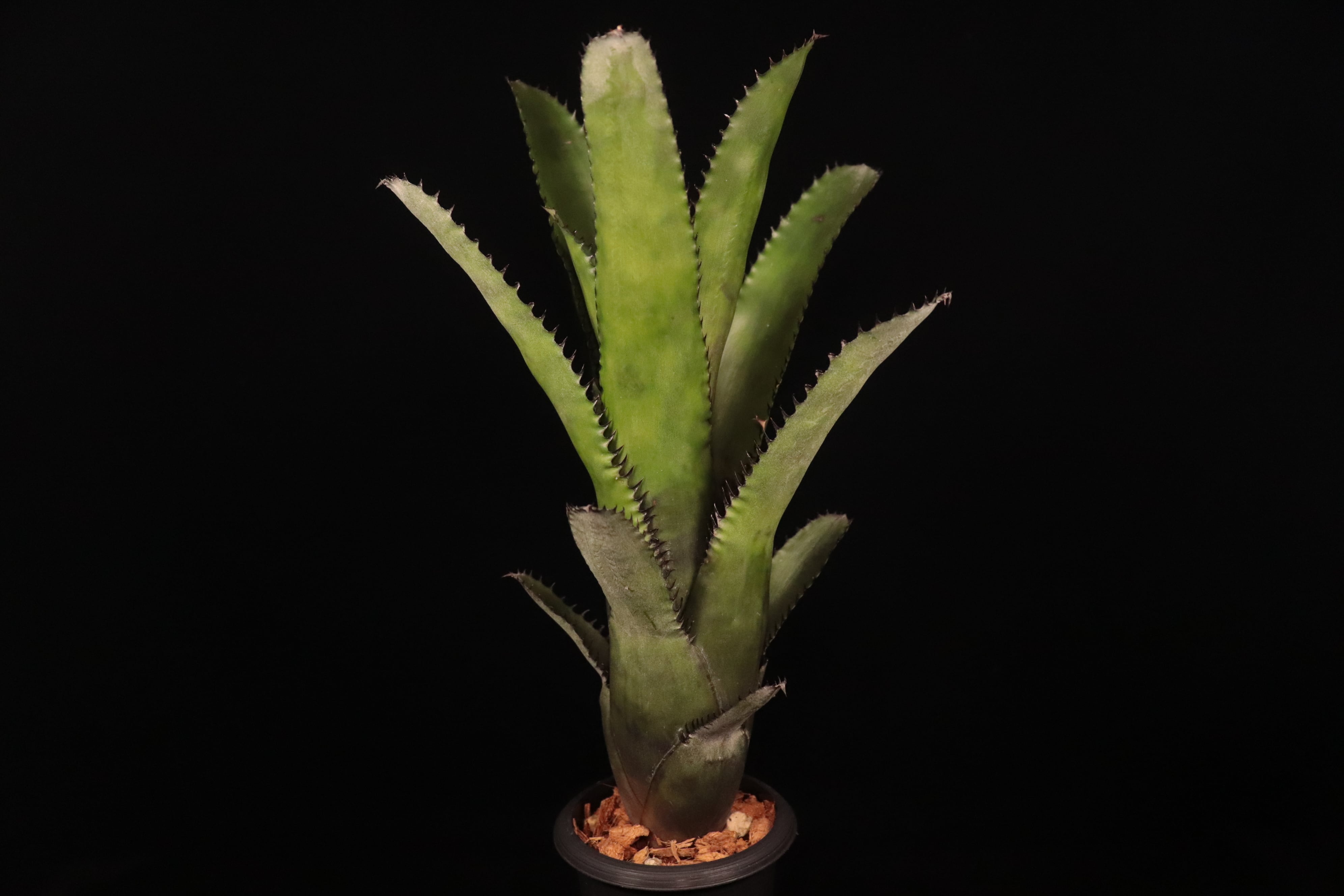 Aechmea 'Nigre Nudicaulis'〔エクメア〕A219 | plane plants