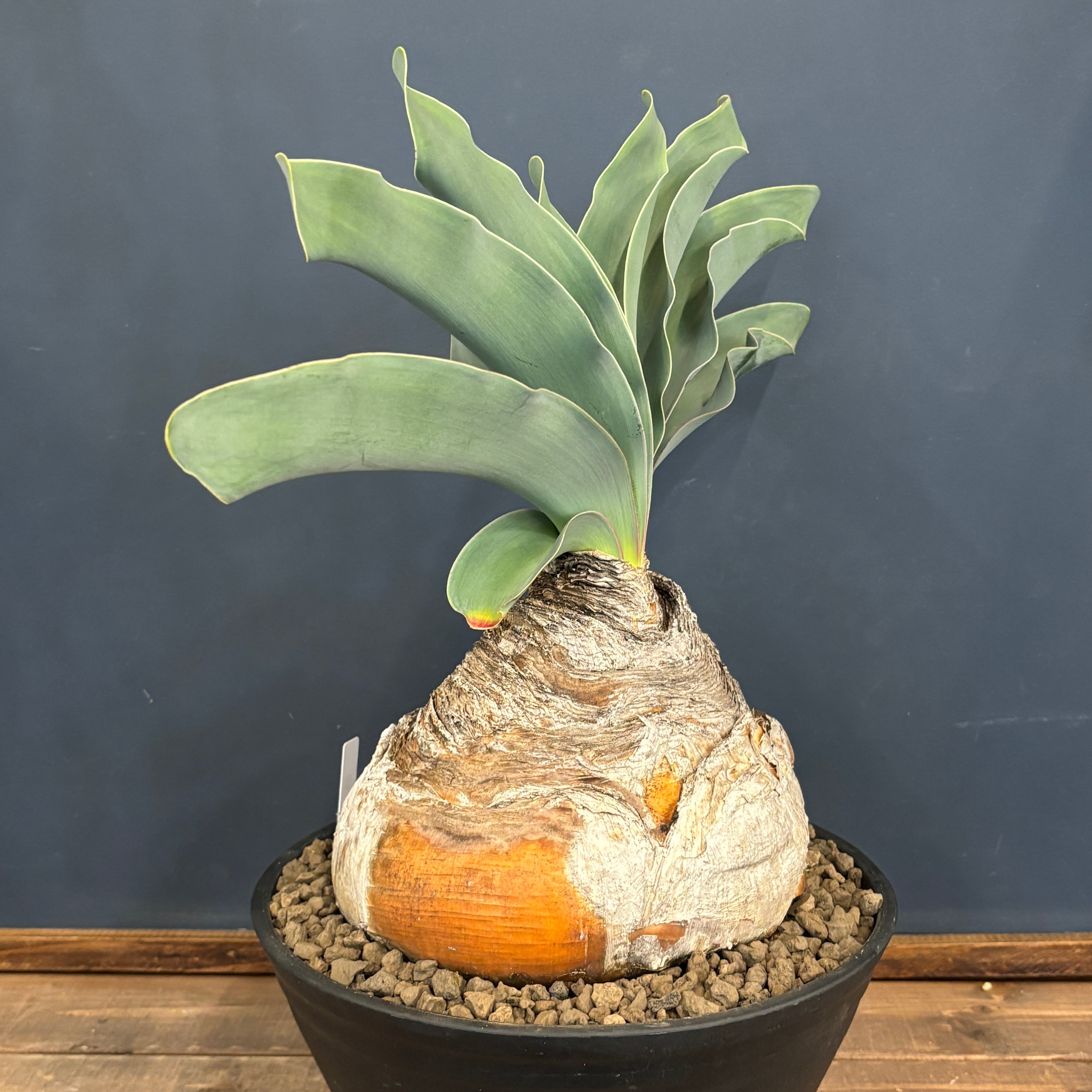 ブーファン ハエマンソイデス【771】 | PROTOLEAF プロトリーフ