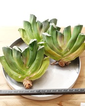 カット苗 ハオルチア 玉扇 北斎 M Haworthia truncata 'Hokusai'