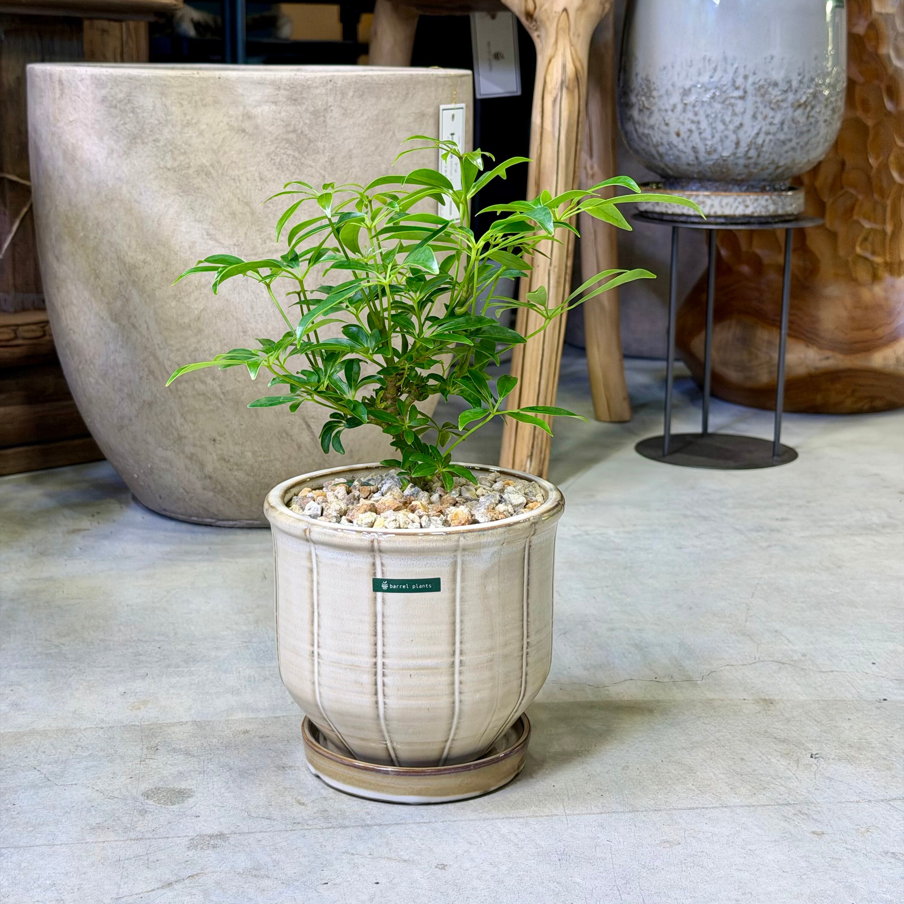 蘇轍・ソテツ | barrelplants_BONSAI