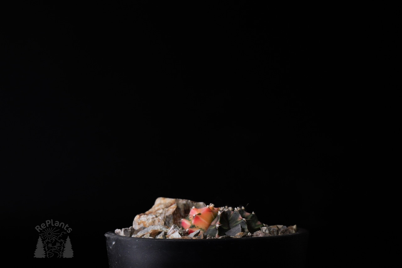 Gymnocalycium mihanovichii 'Hibotan Nishiki' |緋牡丹錦