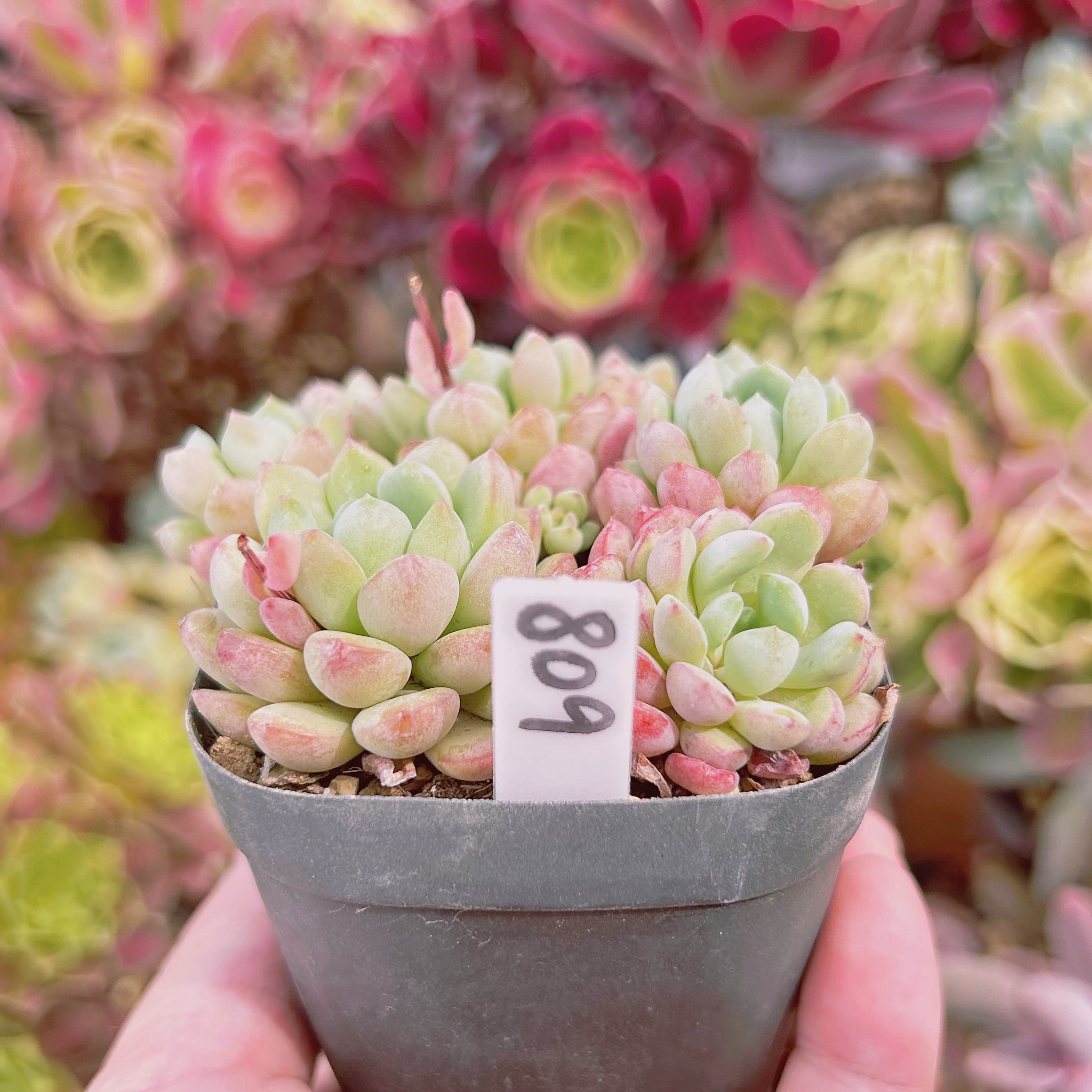 809現物 多肉植物 萌豆 抜き苗 | るる農園~多肉植物専門