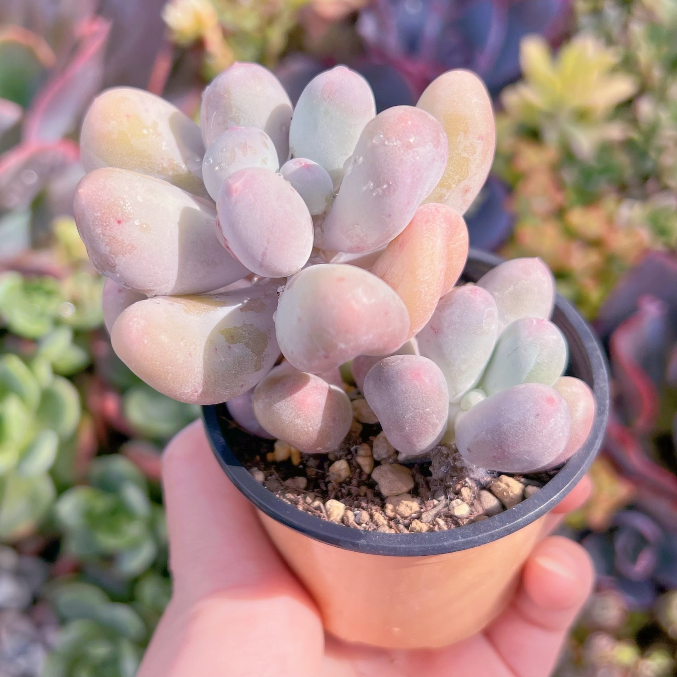 現品　ミルクミル#F045　るる農園