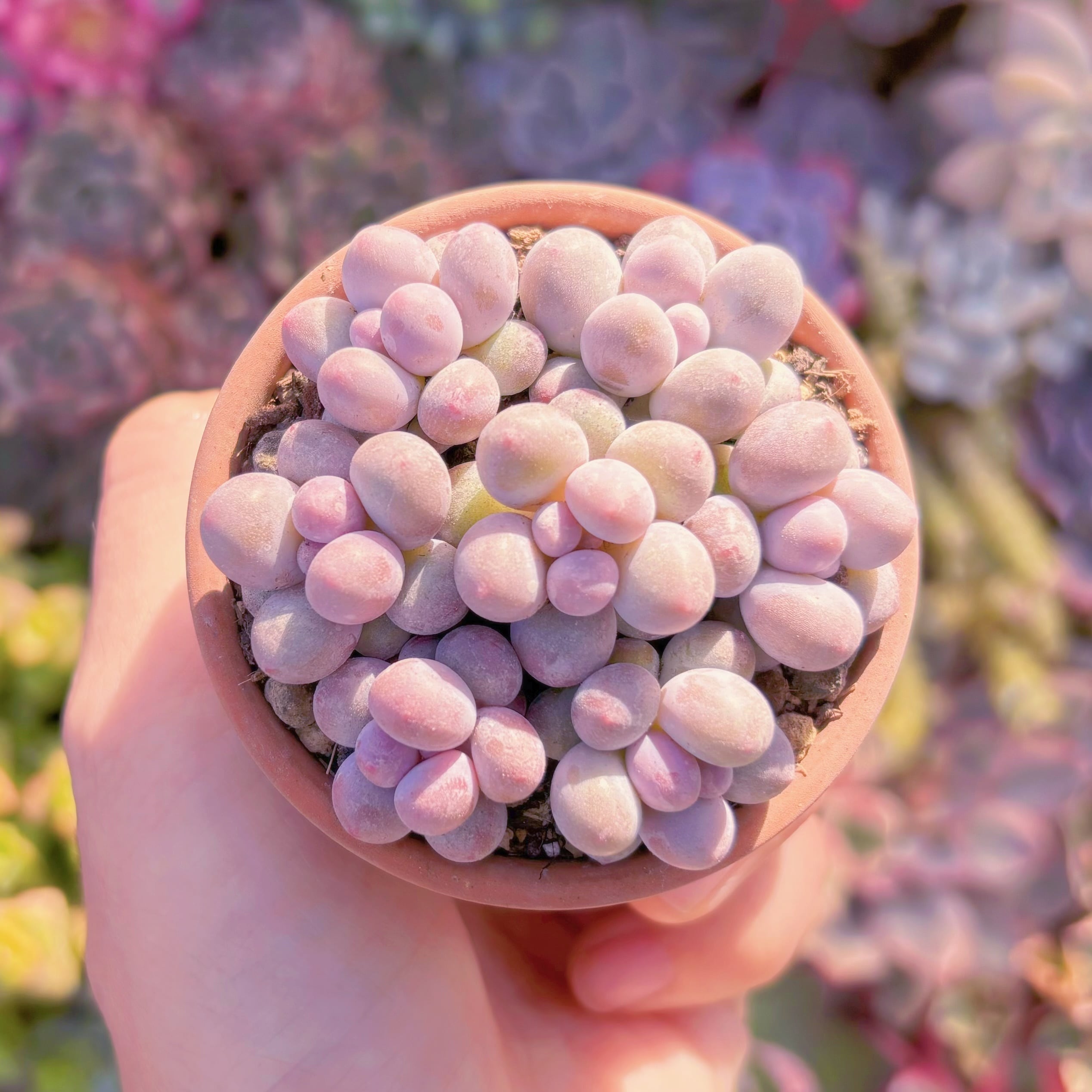 多肉植物　湯園(7苗)　新入荷　るる農園