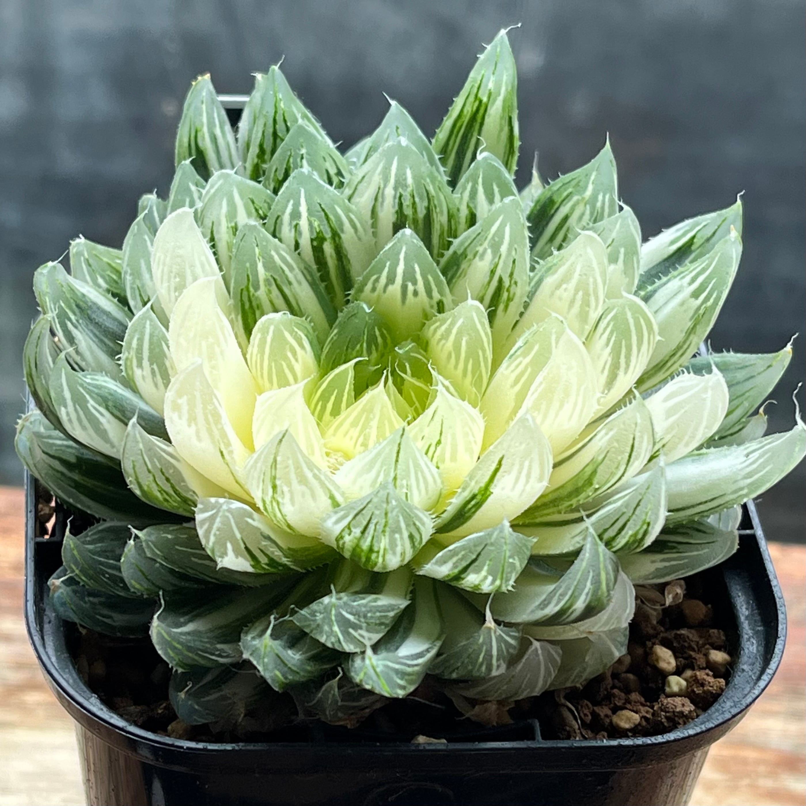 ハオルチア 花胡蝶 オブツーサ錦 | mocono_plants ハオルチア 花胡蝶 オブツーサ錦 | mocono_plants
