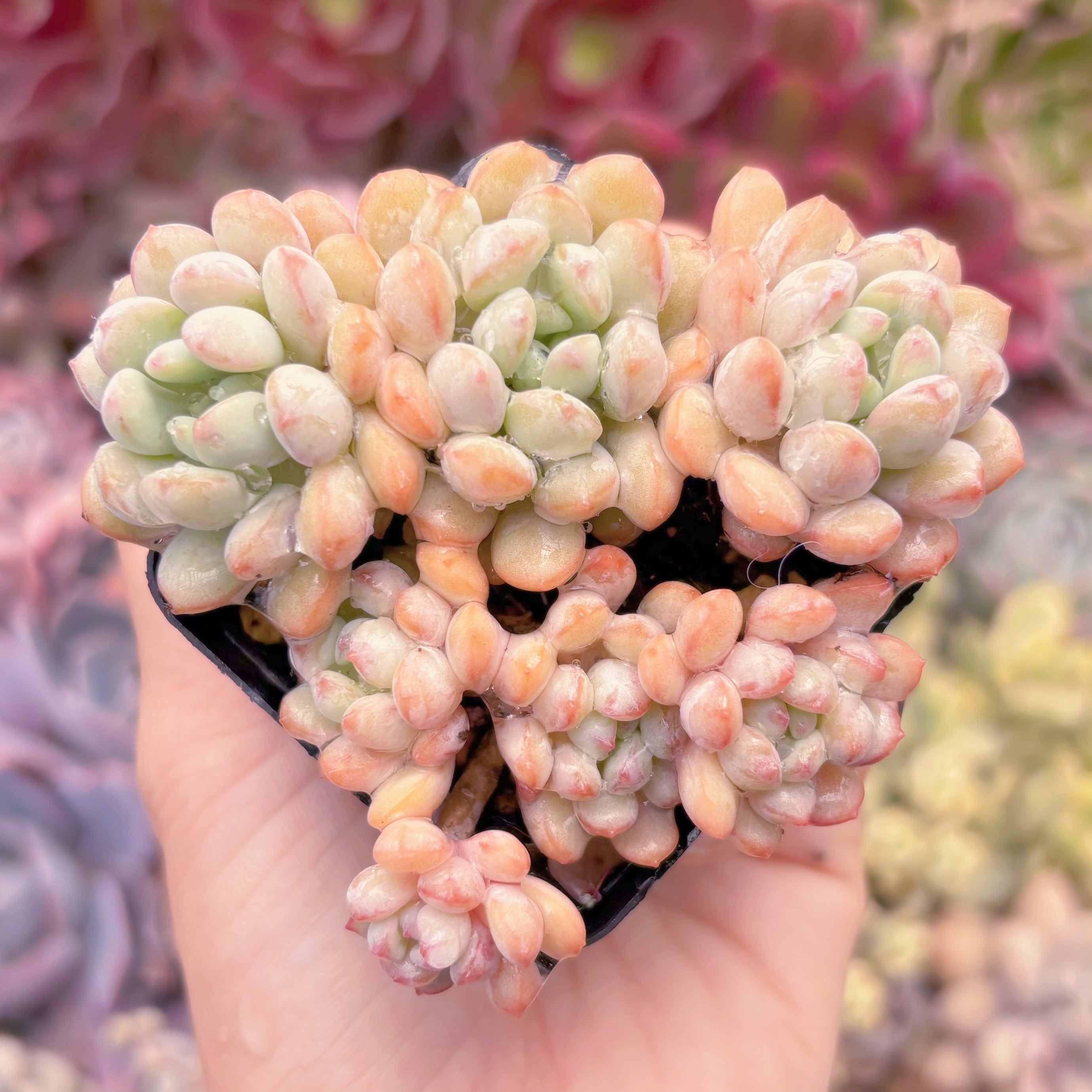 現品　萌豆#1112　るる農園