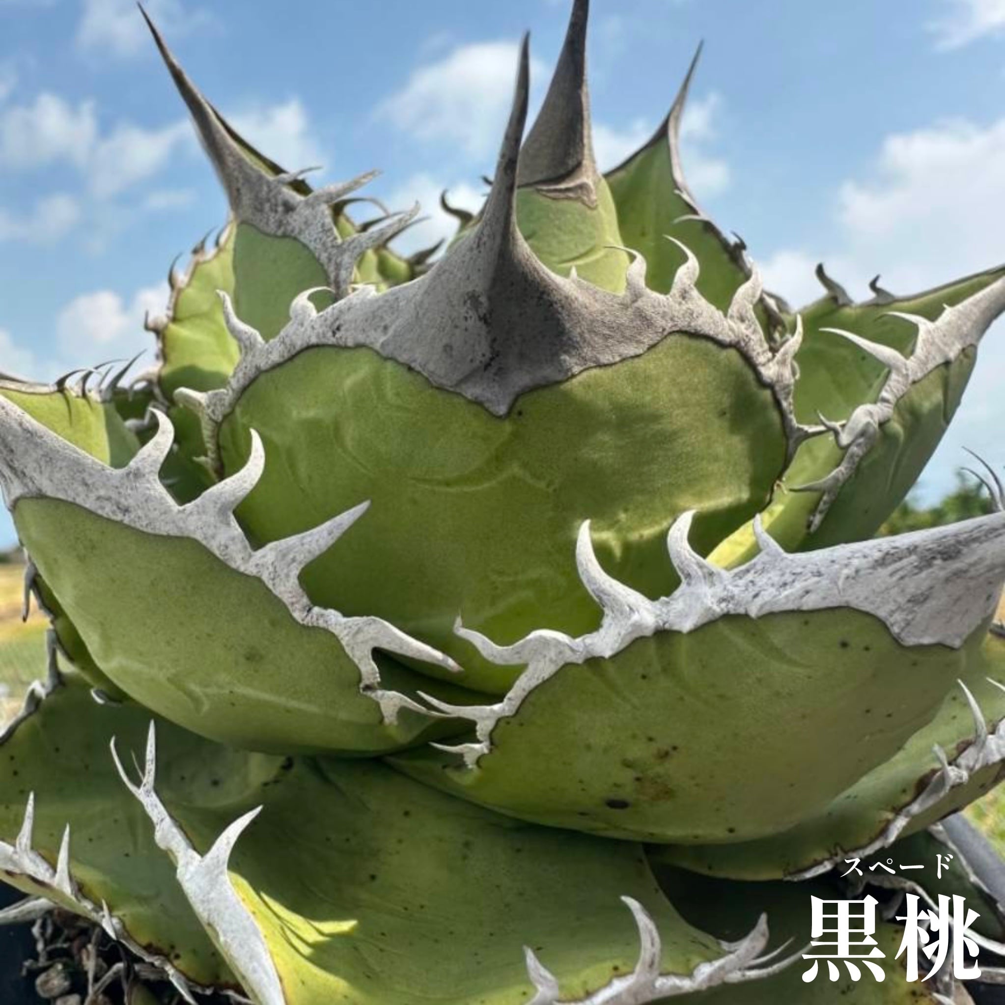 アガベ チタノタ 黒桃 スペード【59】 | PROTOLEAF プロトリーフ