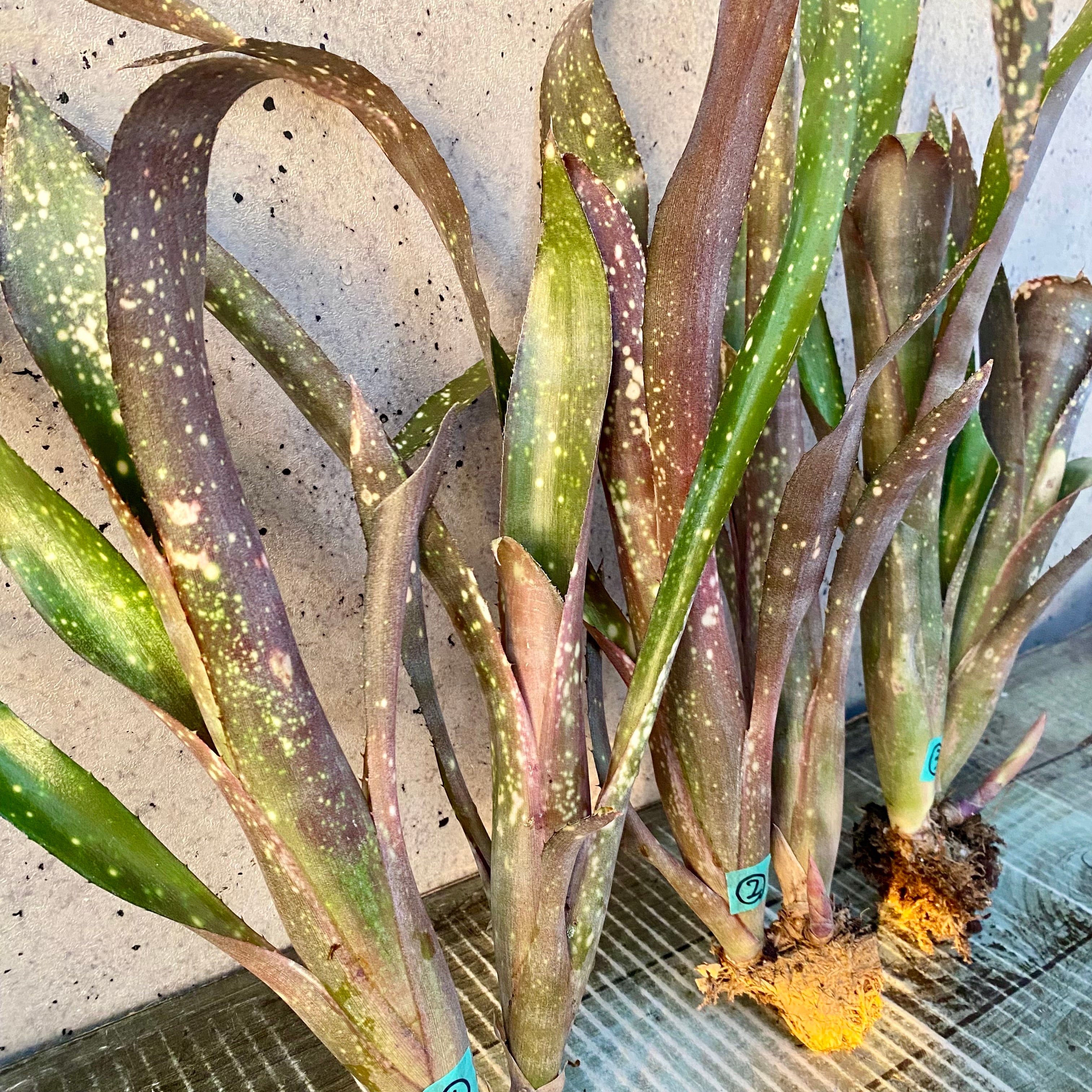 Planet Plants プラネットプランツ