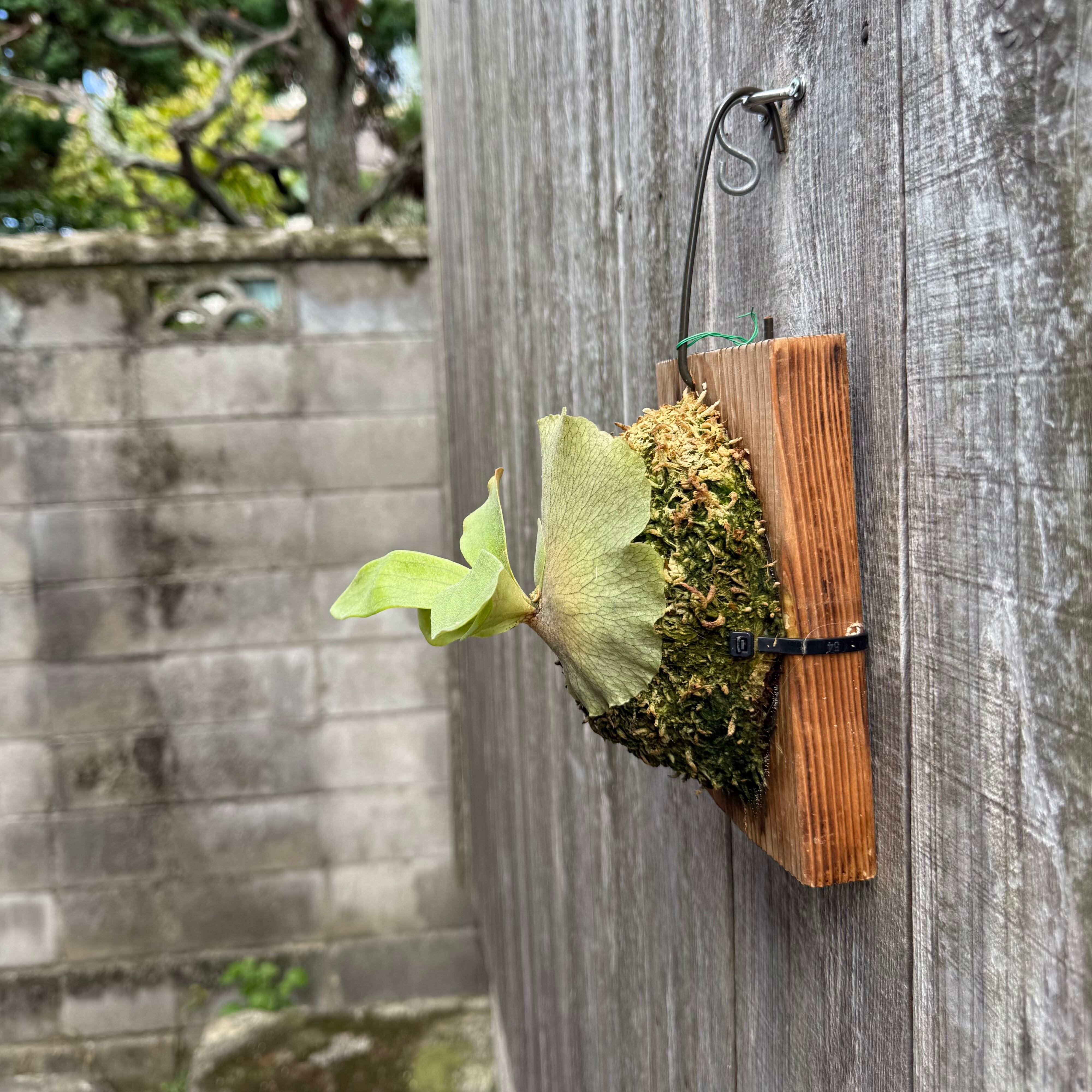 P.hillii Kylin (from Yot) | naturefix