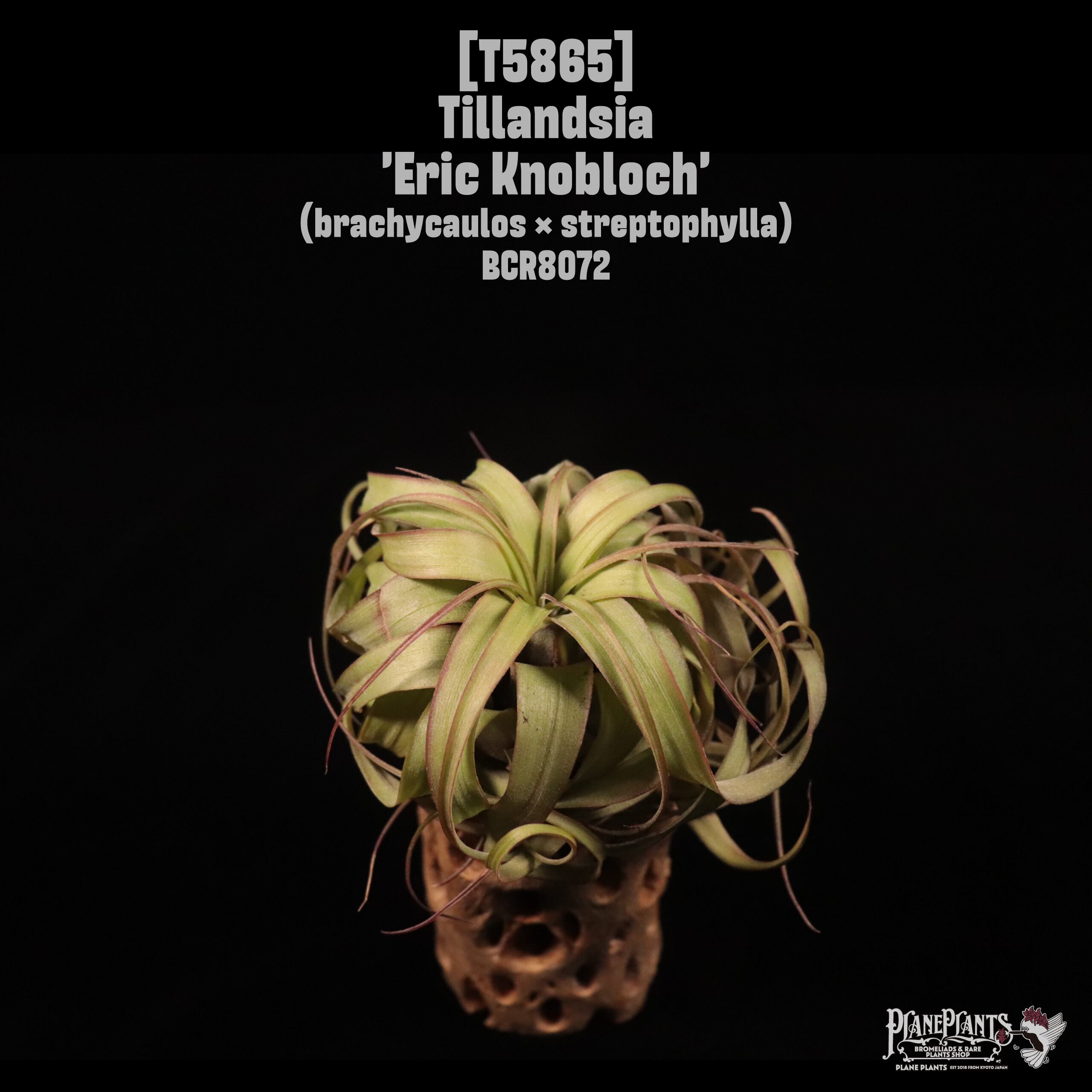 Tillandsia 'Eric Knobloch'〔ティランジア〕T5865