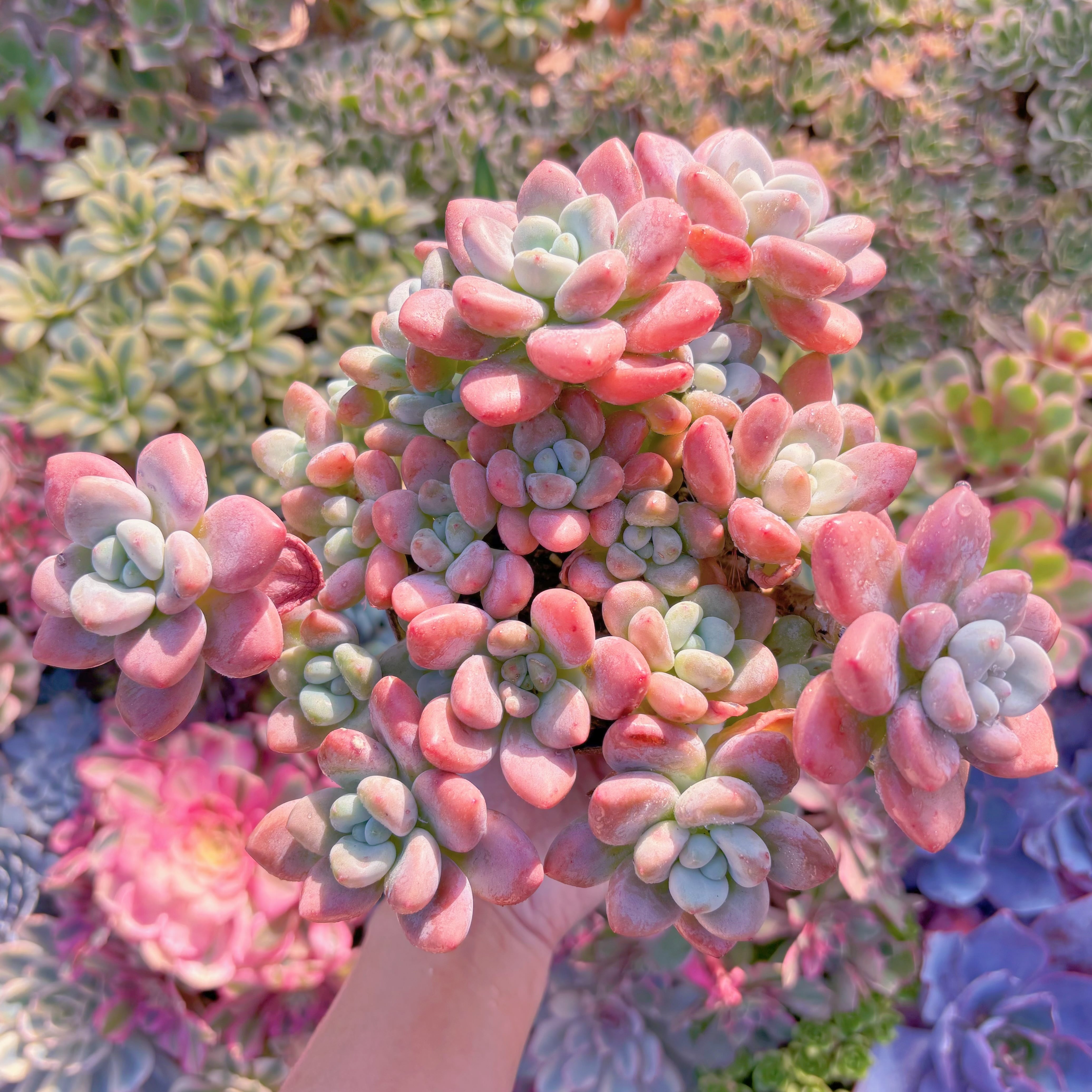 現品　マカロン#A026　特大群生　新入荷　るる農園