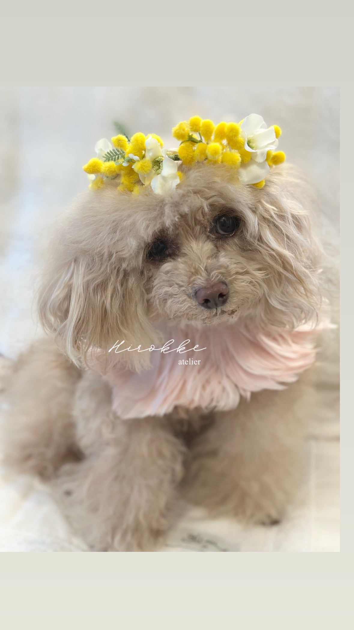 花冠 抽選販売 】今季ラスト 16㎝ Happy Mimosa 2026 Flower crown わん