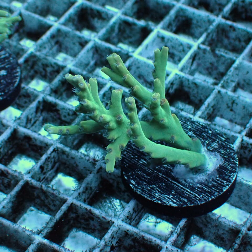 フジノスパイラル 1L 【元祖スパイラルろ材】正規品 | HOUSE REEF