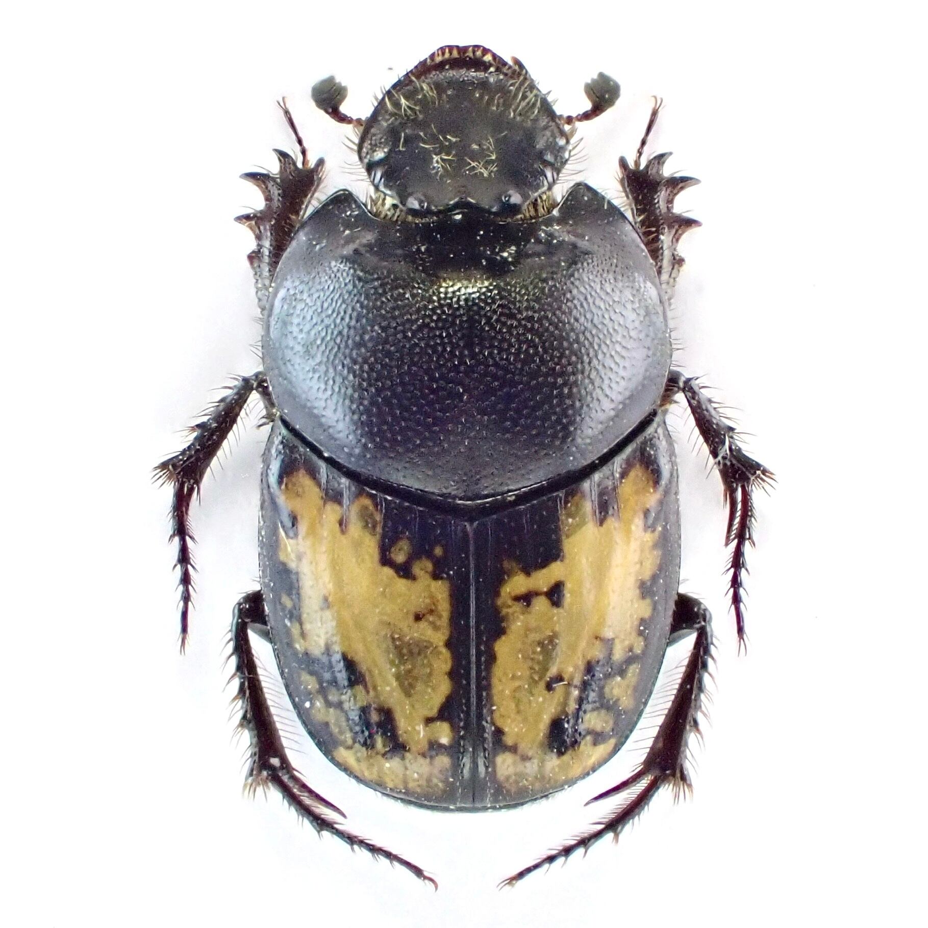 ウズベキスタン産　ゴミムシダマシ　26mm ウズベキスタン産 Onthophagus pygargus ♂♀ 10mm/9mm | 昆虫標本