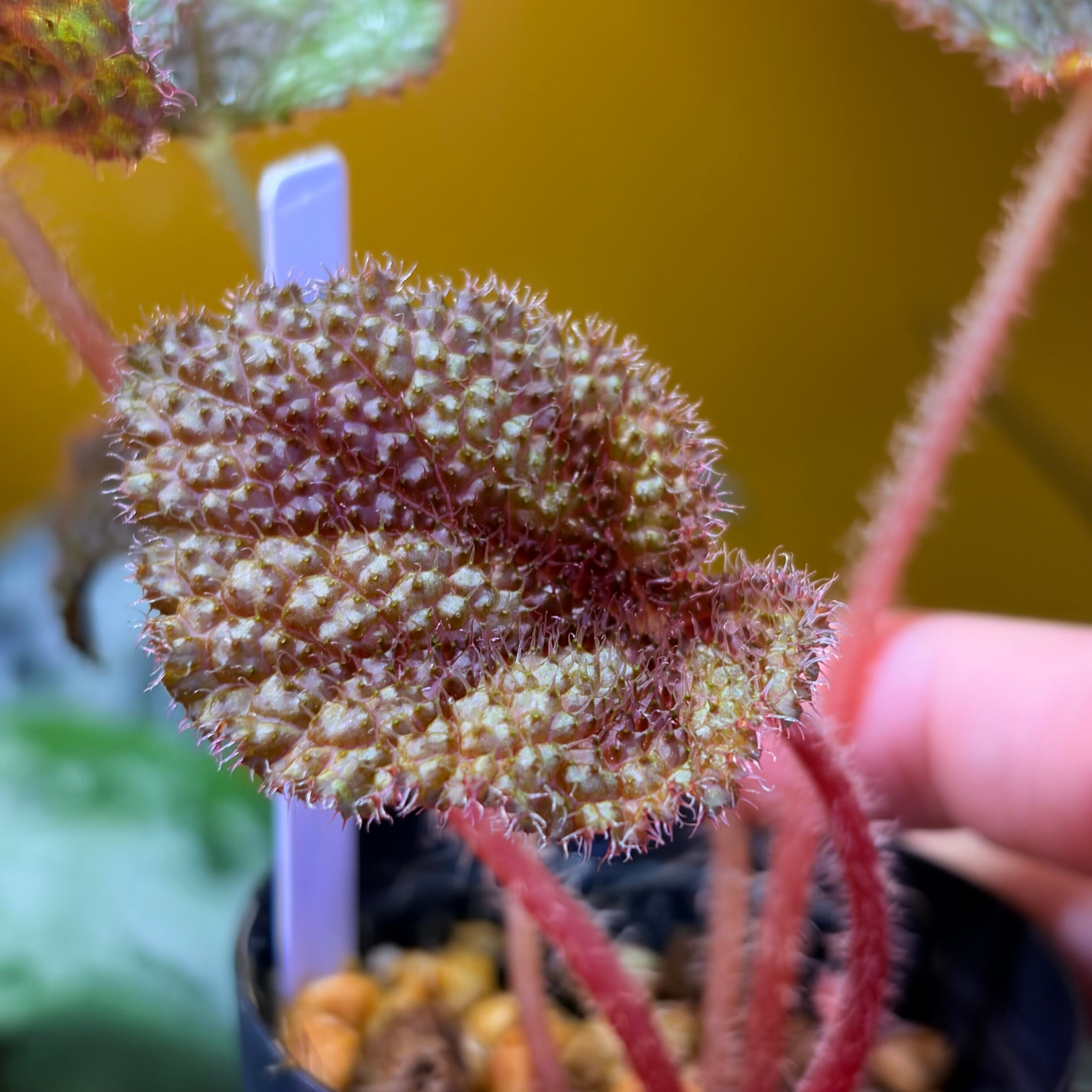 Begonia sp. Vietnam 原種ベゴニア ベトナム | 熱帯雨林植物専門店