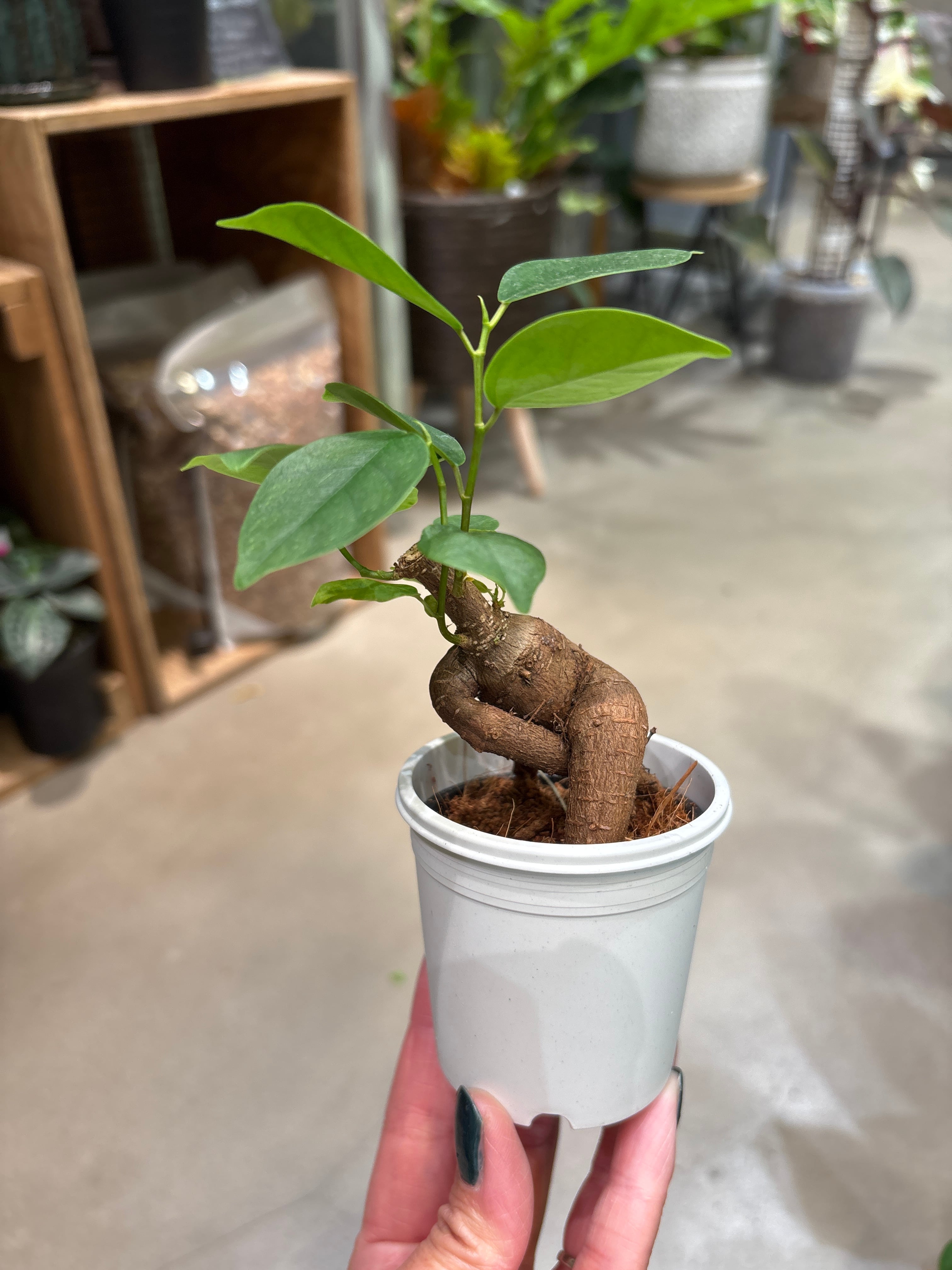 観葉植物 | MIDORIYA 観葉植物専門店