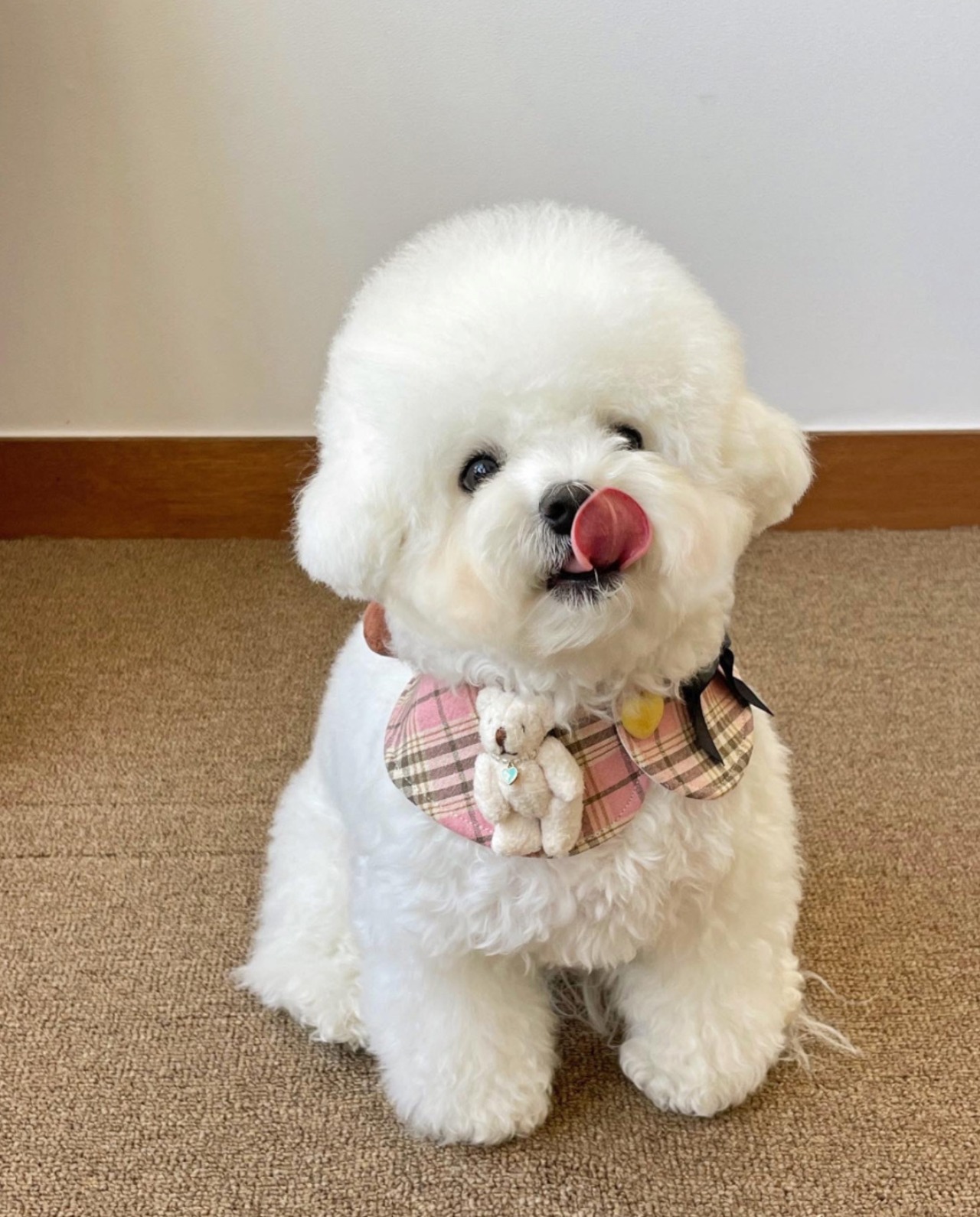 即納 【hugmemore】doricape  (pinksolt)