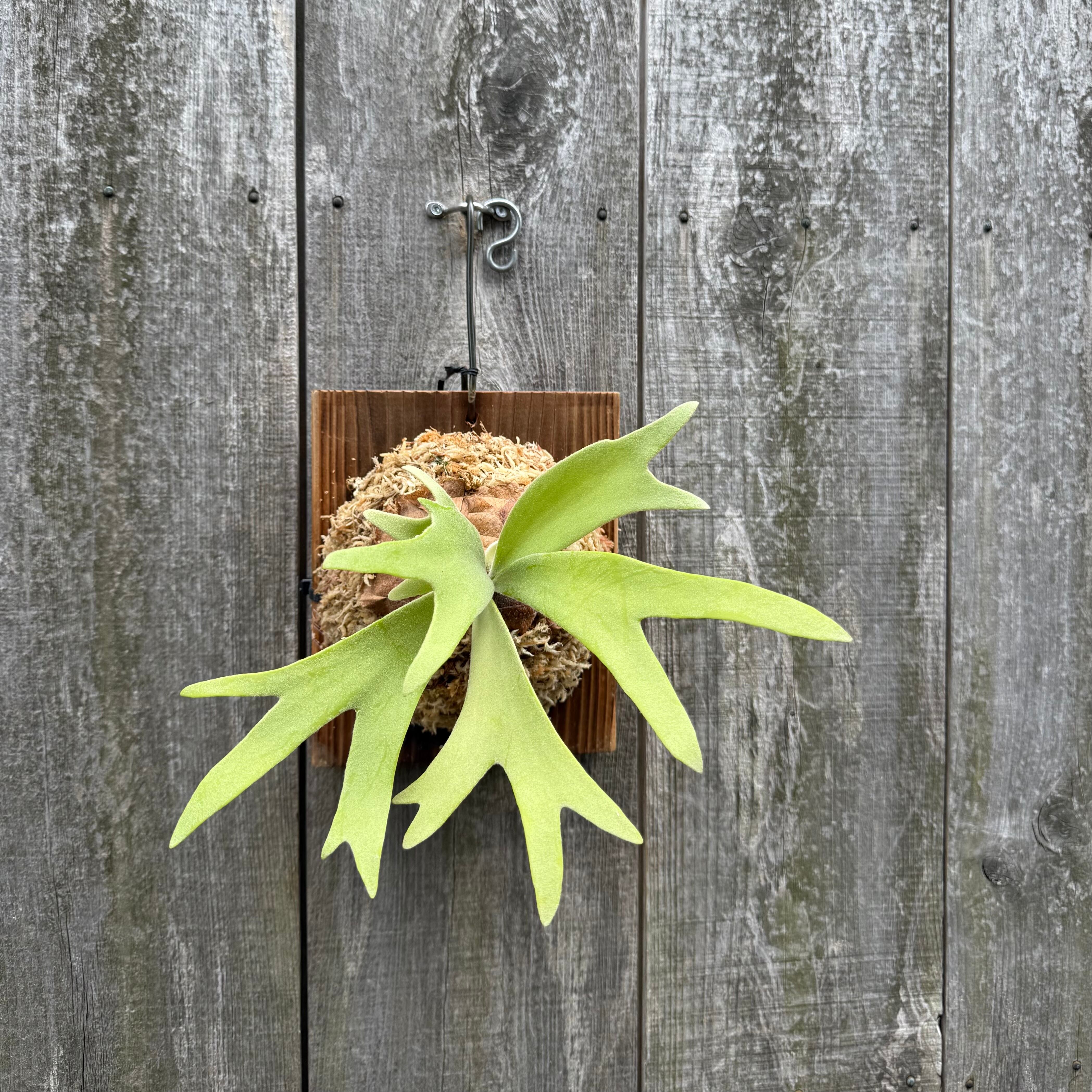 P. willinckii Leviathan(pup) | naturefix