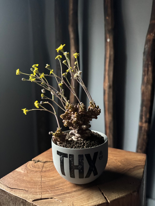 【新着】Othonna herrei × VALIEM GHOST“THX鉢”青坊主別注 Gray Color【Ssize】オトンナへレー蛮鬼塔