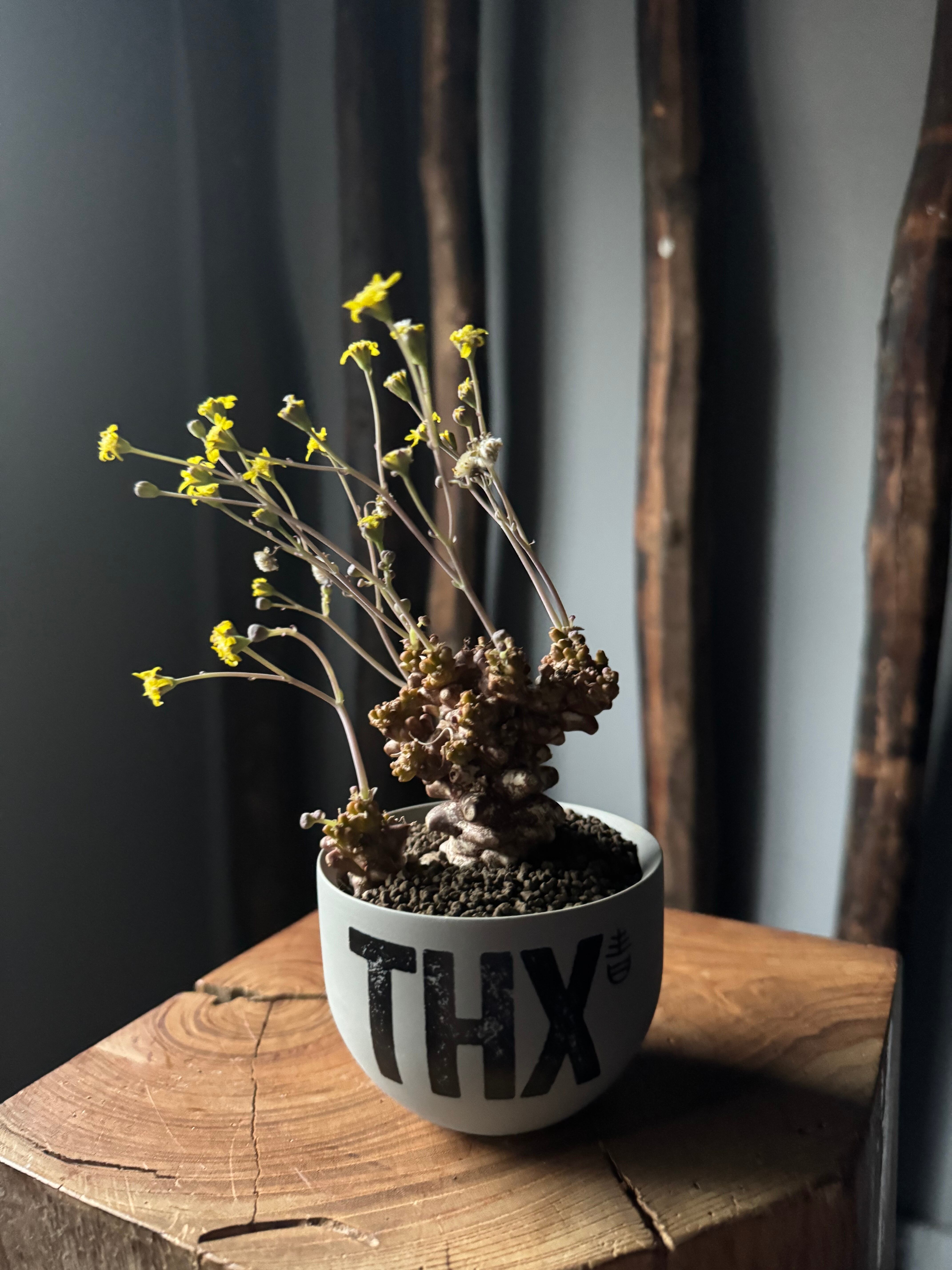 【新着】Othonna herrei × VALIEM GHOST“THX鉢”青坊主別注 Gray Color【Ssize】オトンナへレー蛮鬼塔