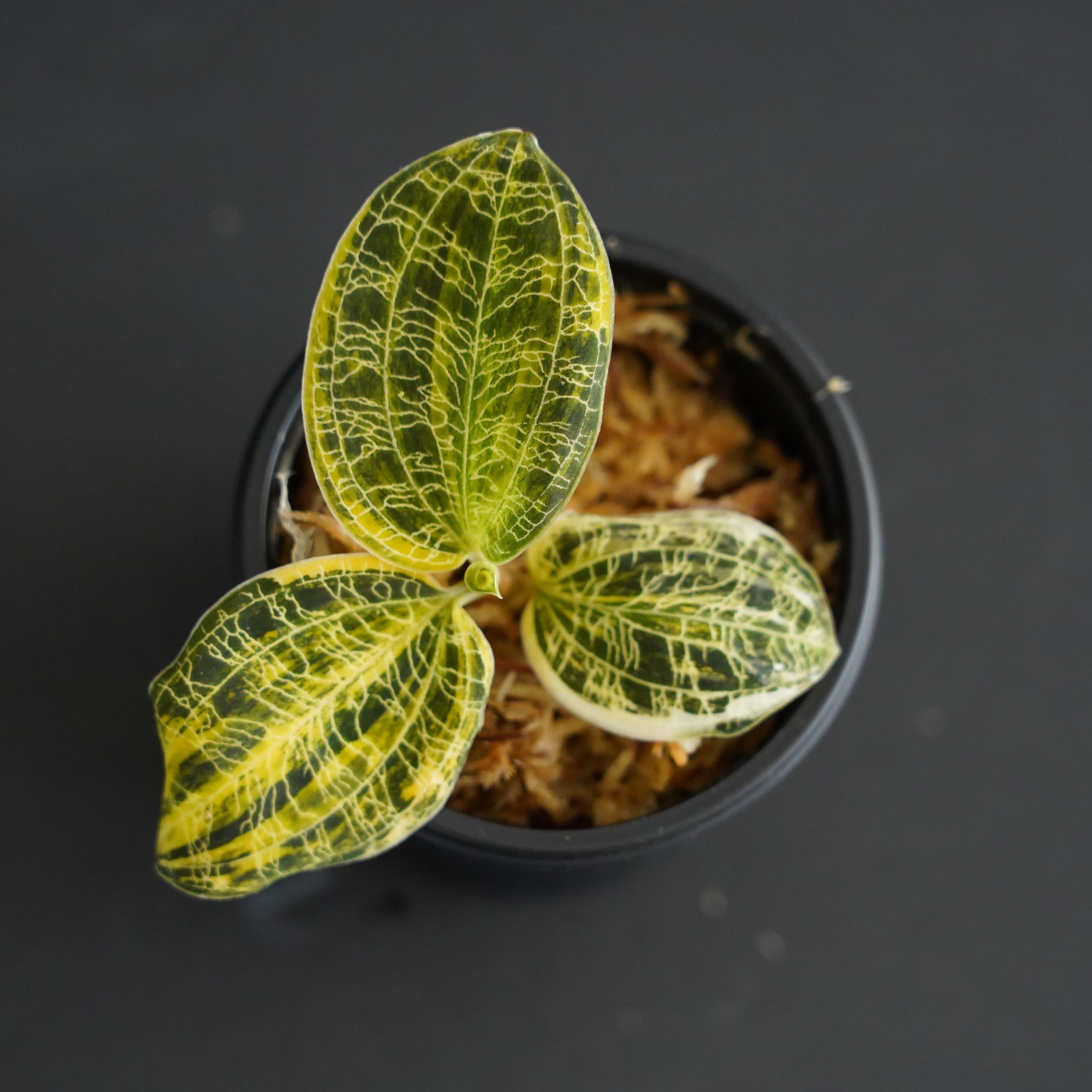 ◇現品◇マコデス ペトラ 斑入り Macodes petola【ジュエルオーキッド