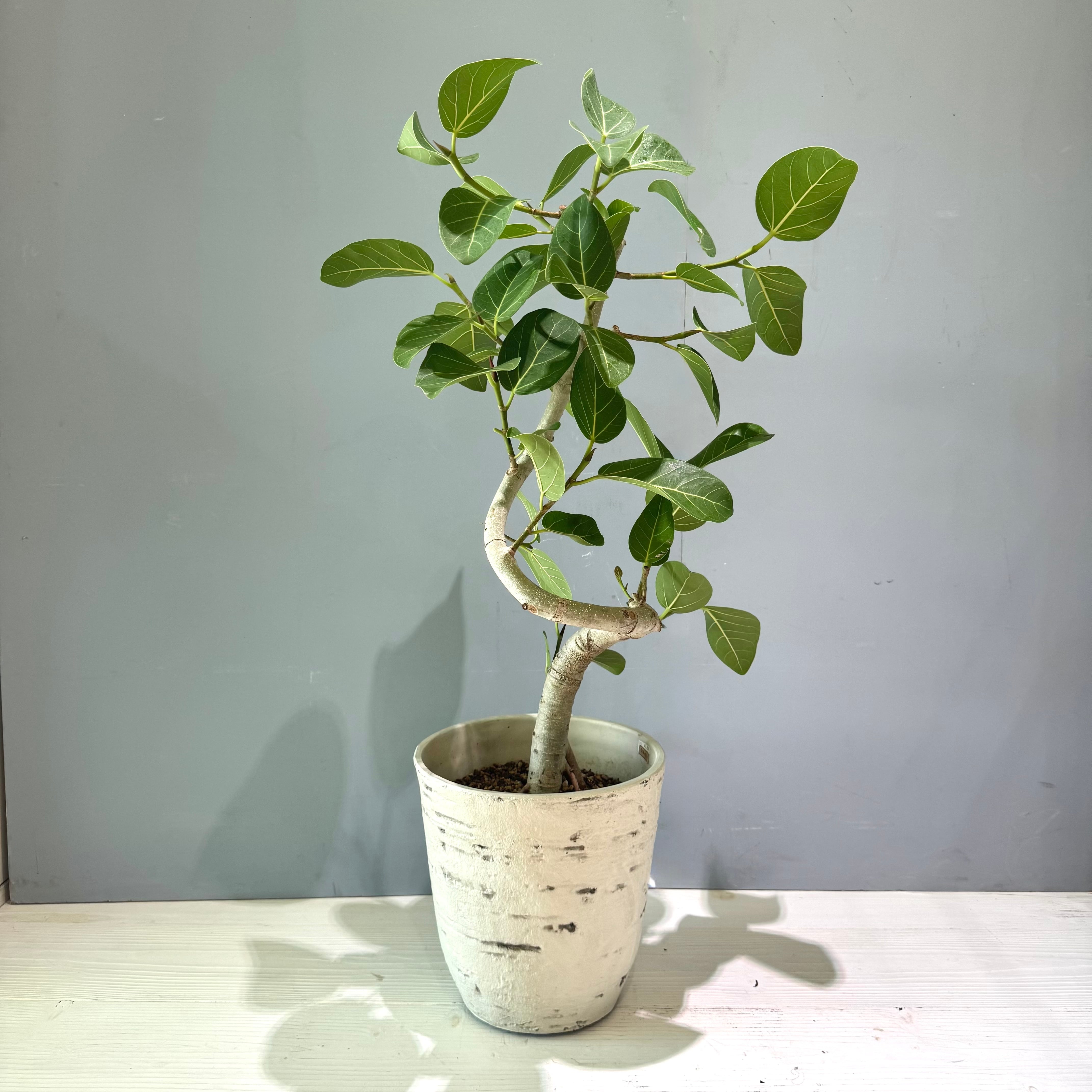 フィカス ベンガレンシス セレクト鉢 9号 観葉植物