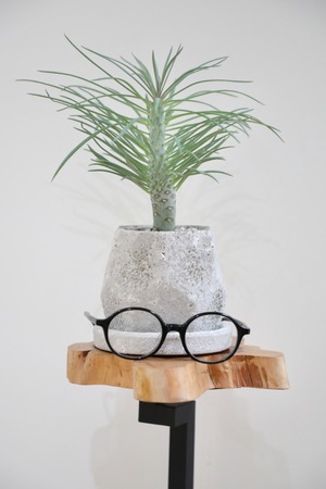 【S】セネシオ　クレイニア　ネリイフォリア/Senecio kleinia