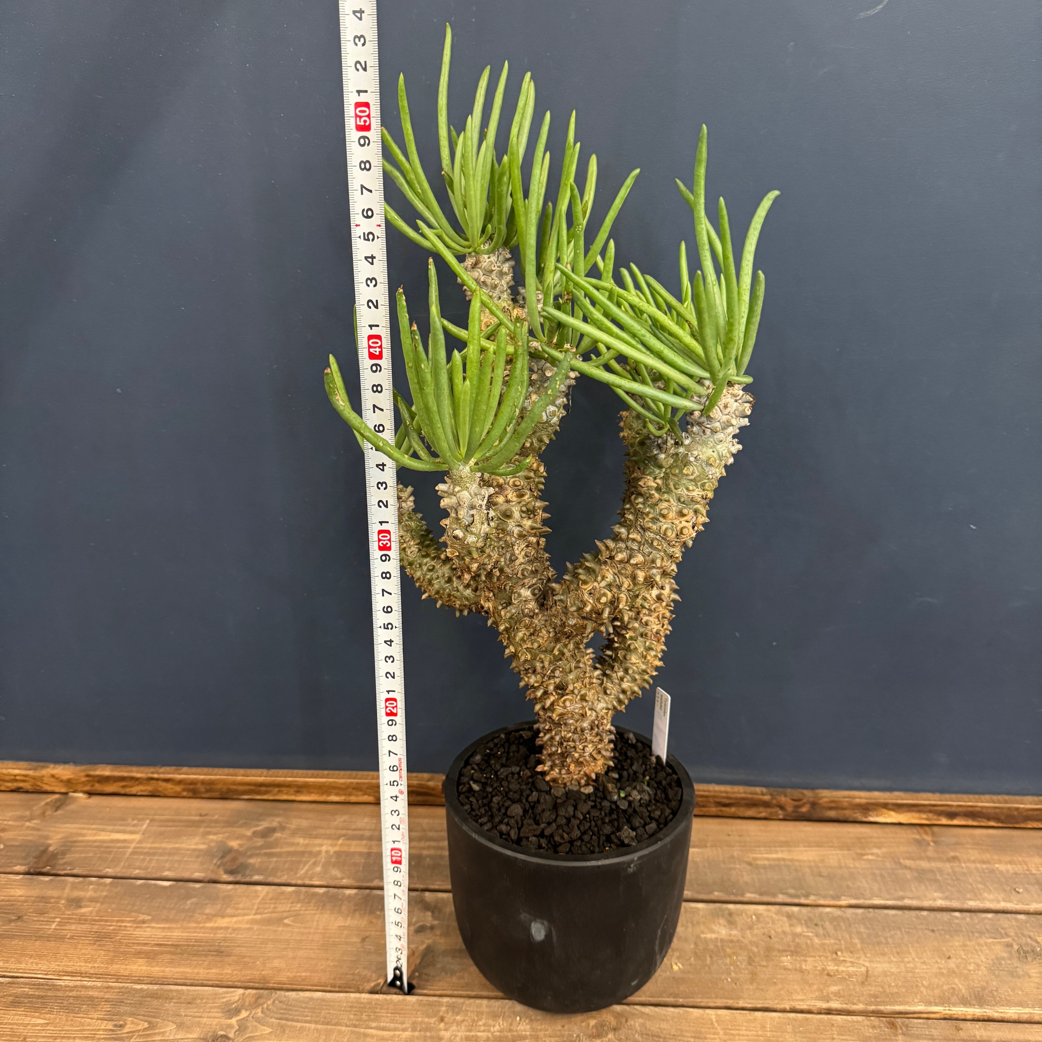 チレコドン ワリチー 塊根植物 チレコドン ワリチー 塊根植物 買取致しました｜愛品館千葉店