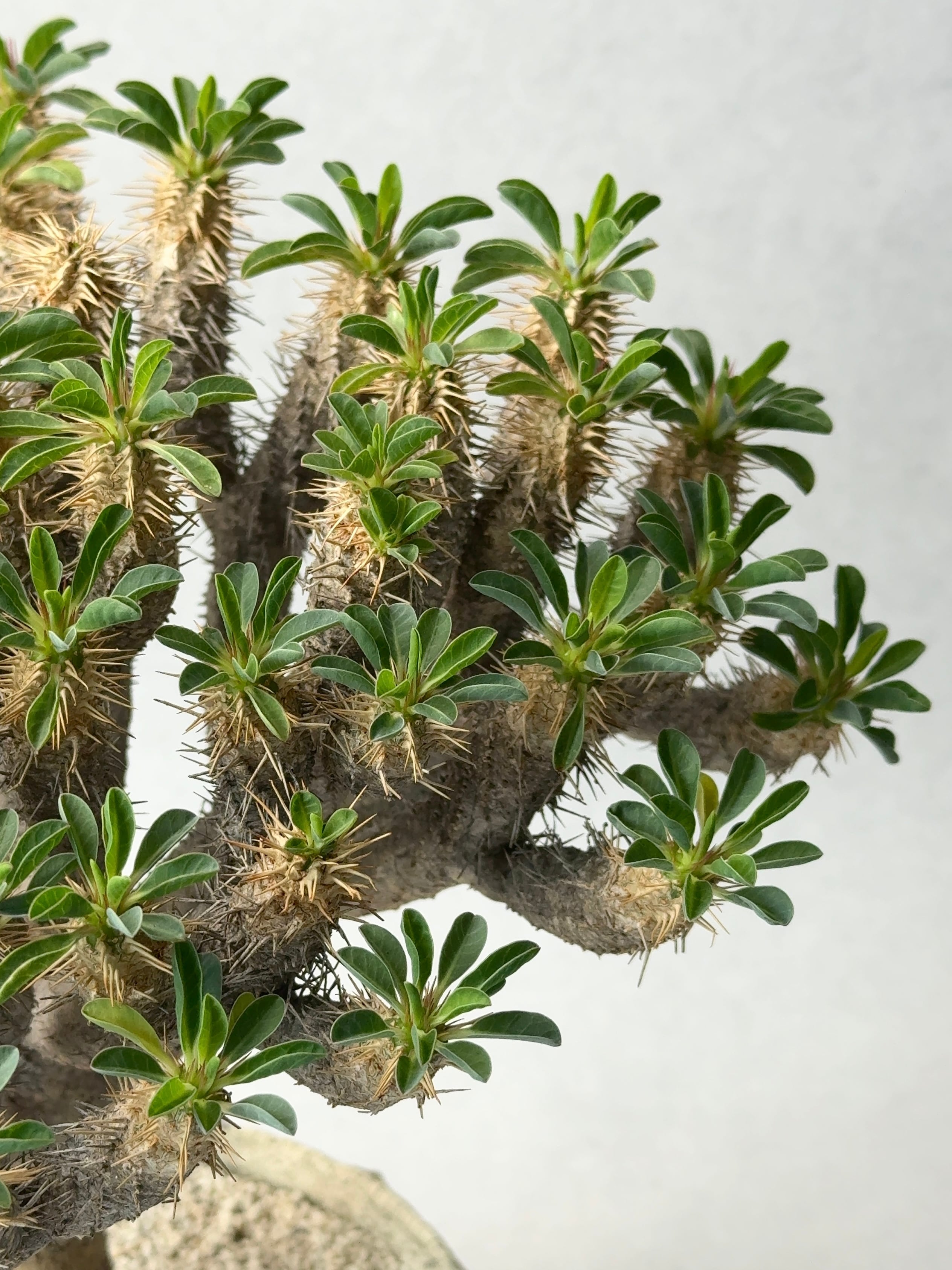 ユーフォルビア・ギラウミニアナ | trigger