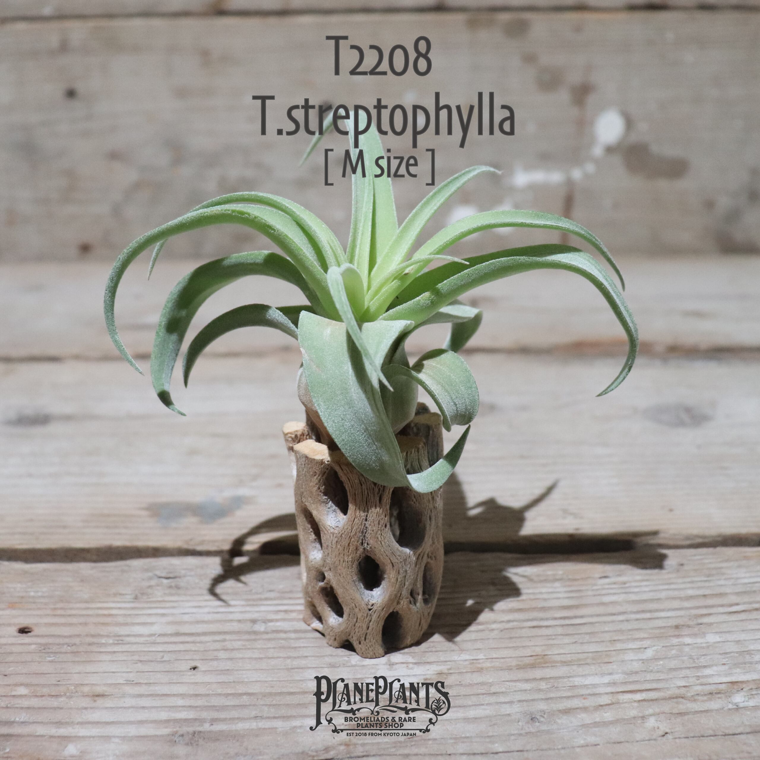【送料無料】ストレプトフィラ M〔エアプランツ〕現品発送T2208