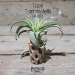 【送料無料】ストレプトフィラ M〔エアプランツ〕現品発送T2208