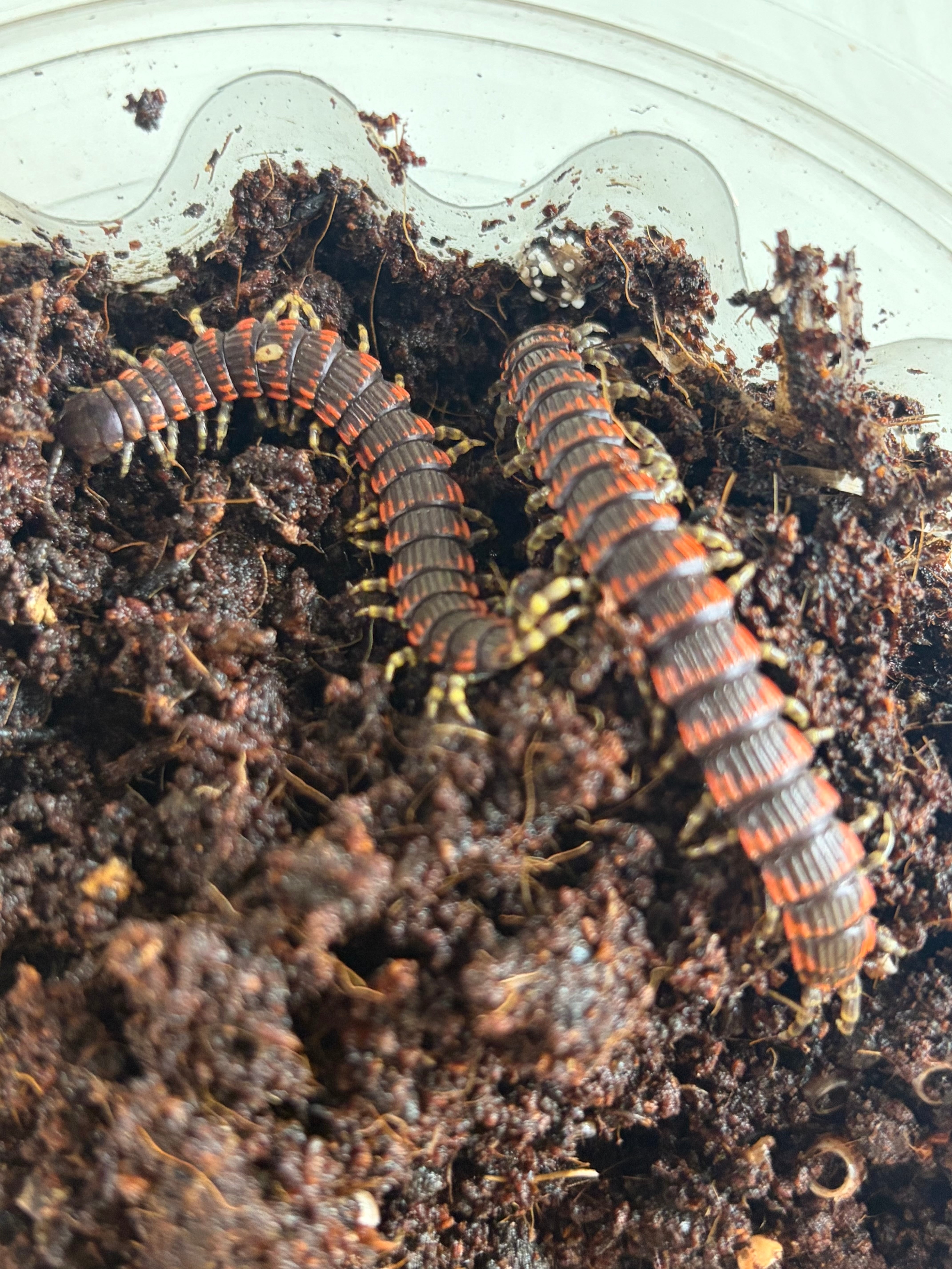 26mm♂】ミドリツヤダイコクコガネ フンチュウ糞虫昆虫標本甲虫